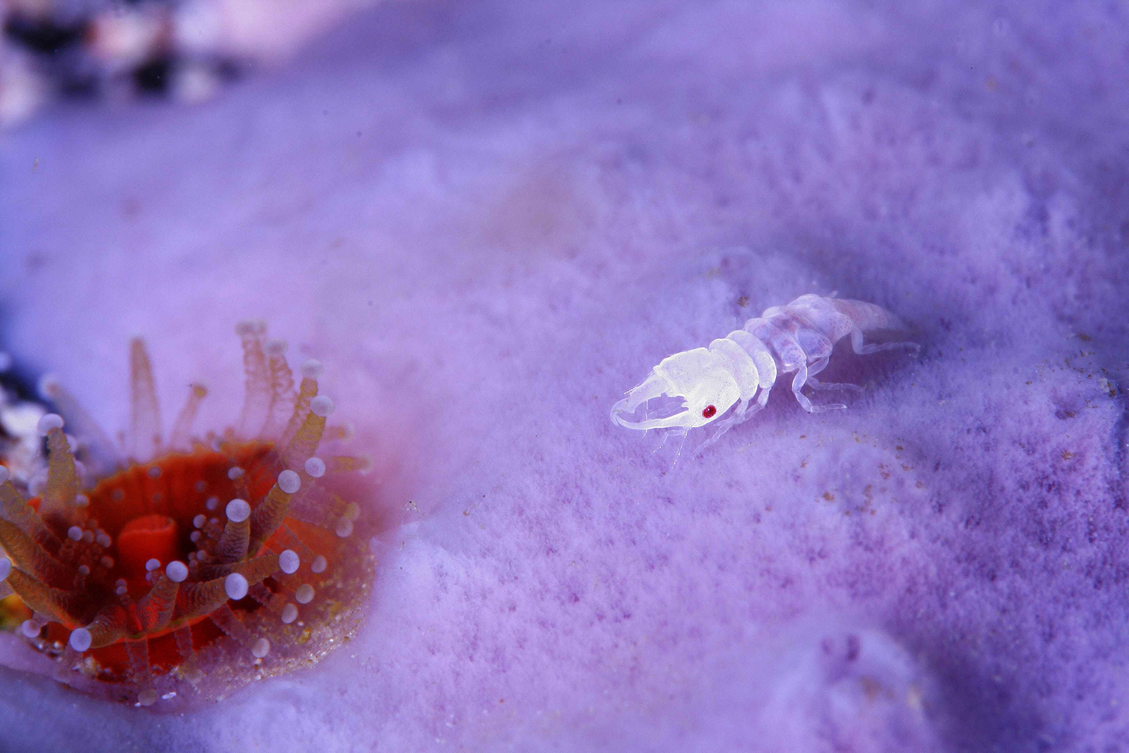 Macro Sea Anemones Animals Underwater Crustaceans Red Eyes Violet 3888x2592
