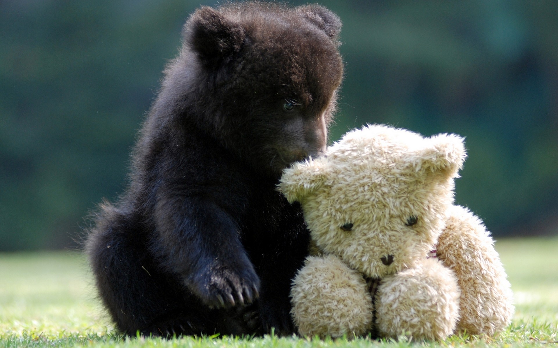 Animals Bears Teddy Bears Cubs 1920x1200