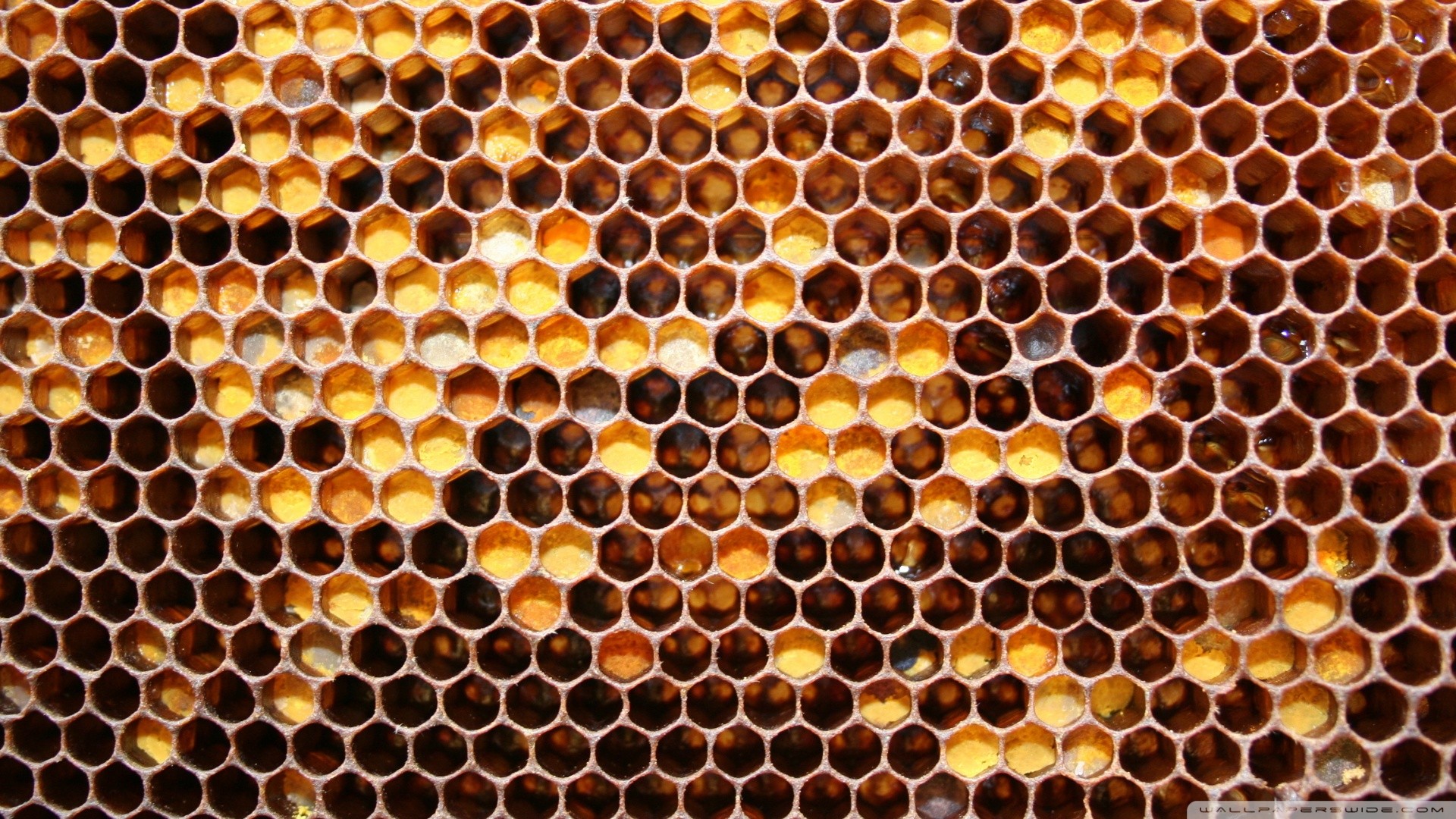 Abstract Honey Texture Honeycombs Yellow 1920x1080