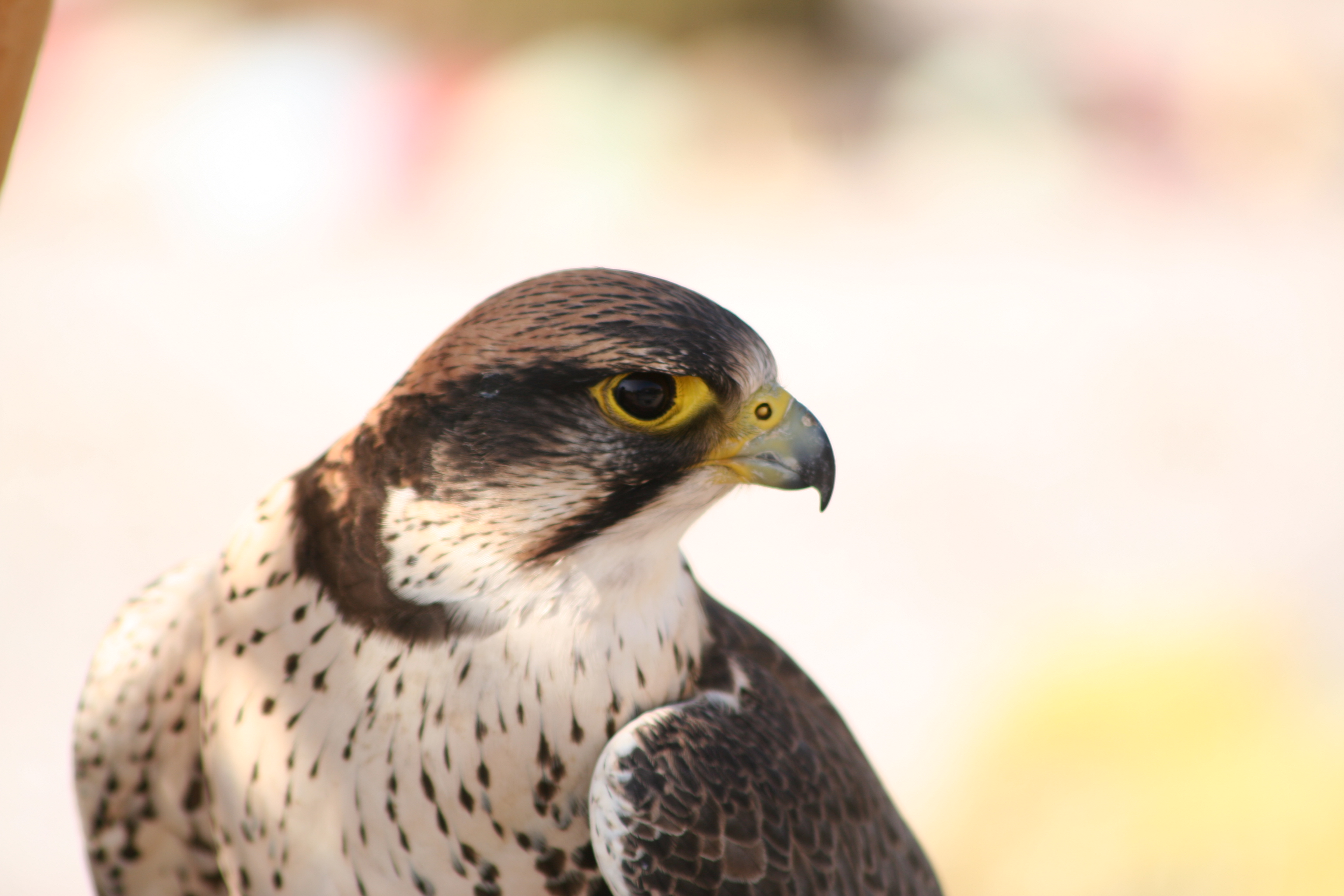 Animal Peregrine Falcon 3456x2304