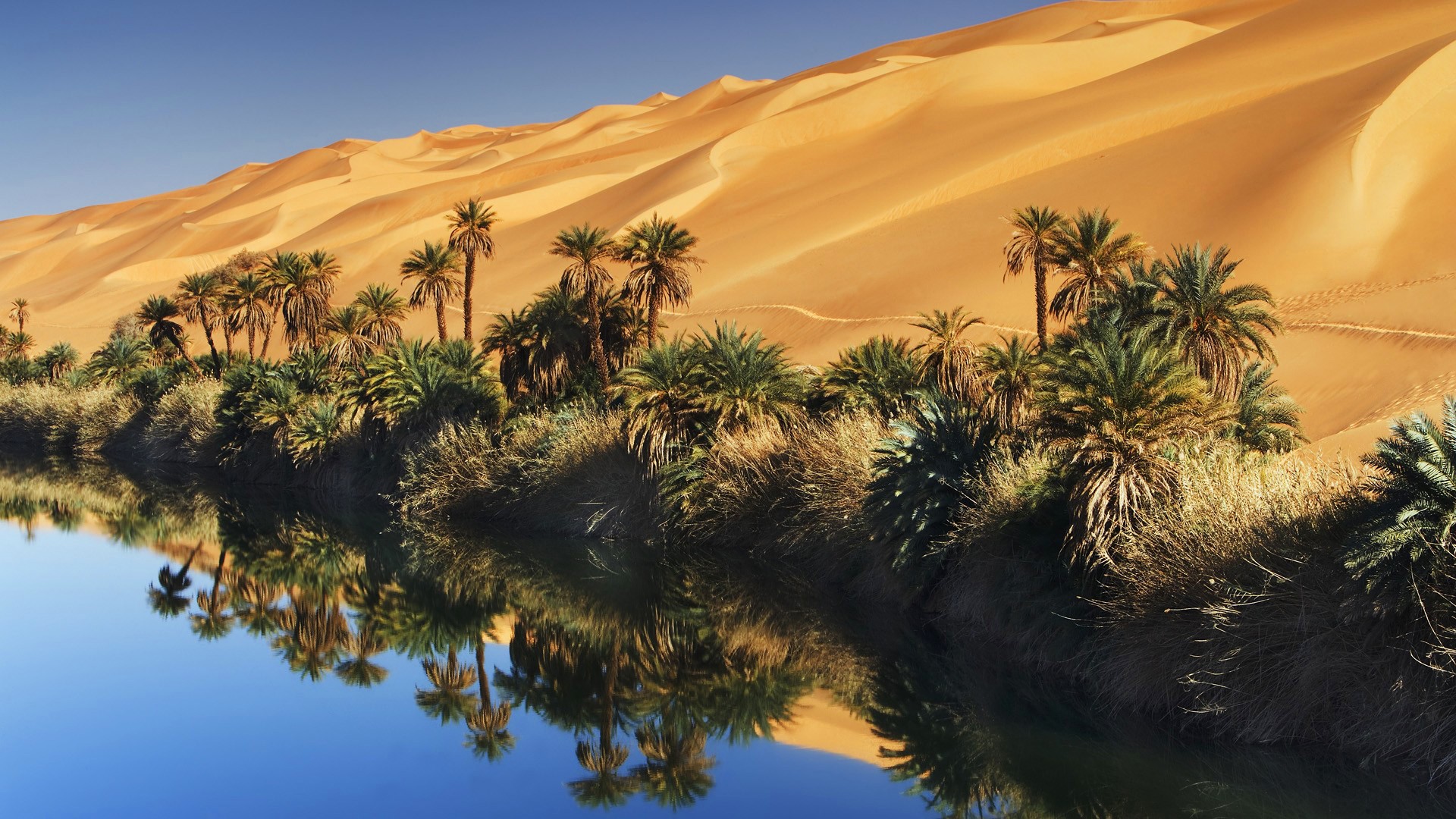 Palm Trees Oasis Reflection 1920x1080
