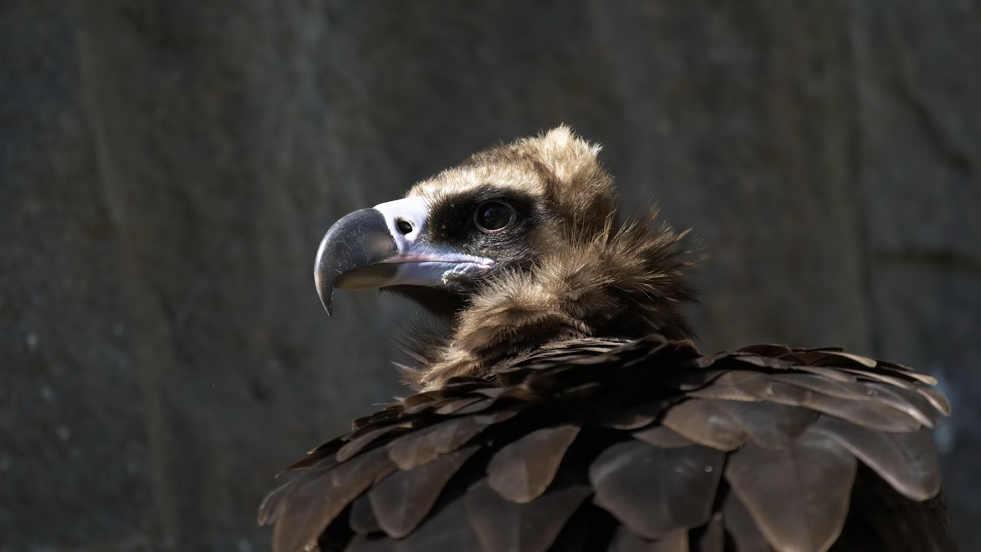 Animal Vulture 1920x1080