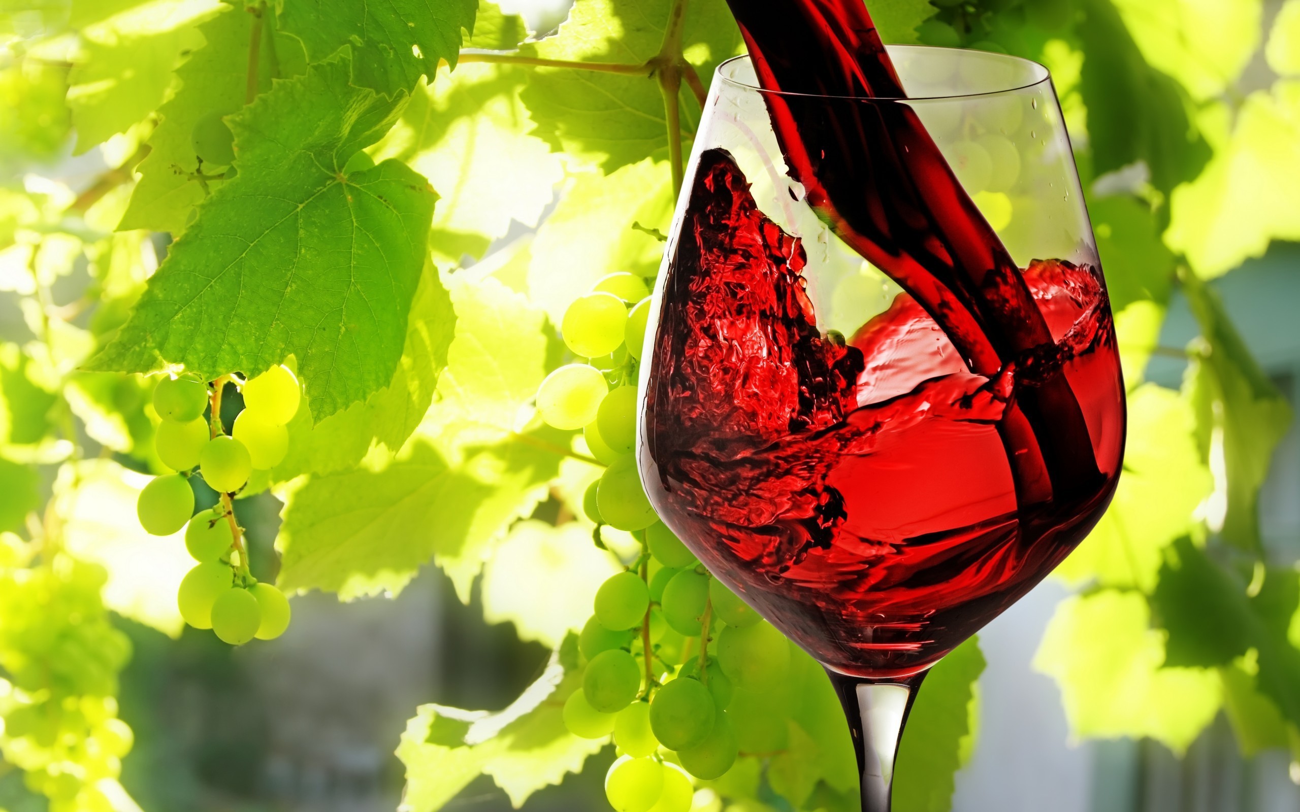 Nature Plants Photography Leaves Vines Grapes Vine Leaves Macro Wine 2560x1600