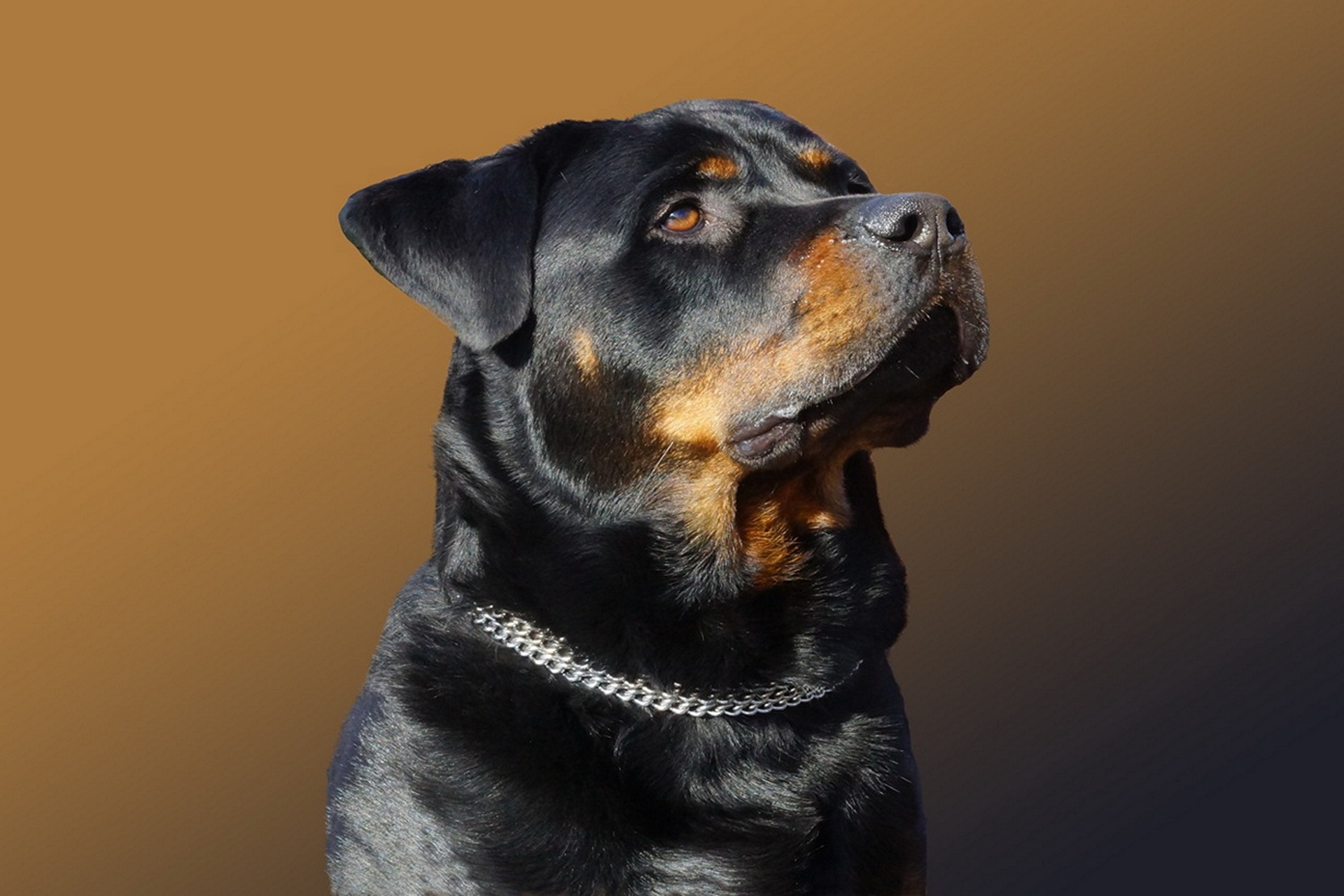 Animal Dog Rottweiler 1920x1280