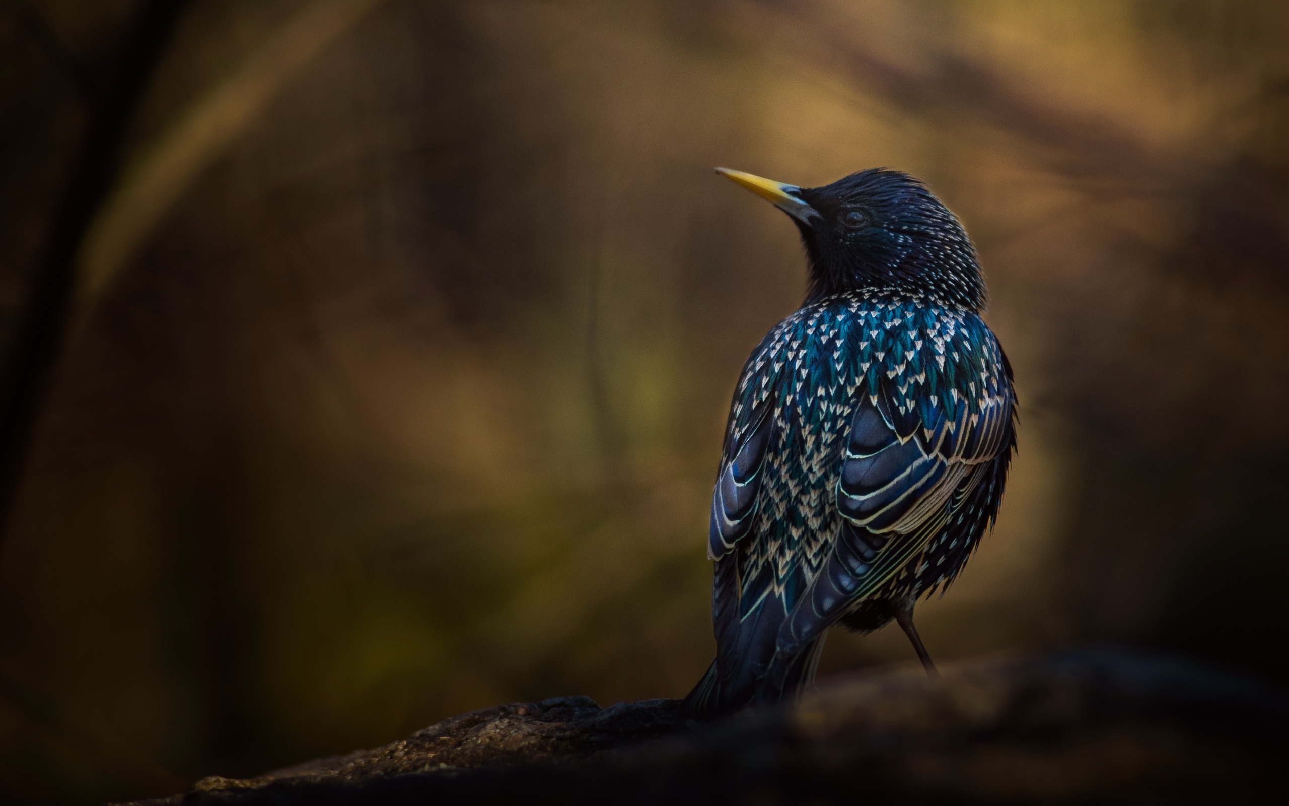 Starling Bird 2560x1600