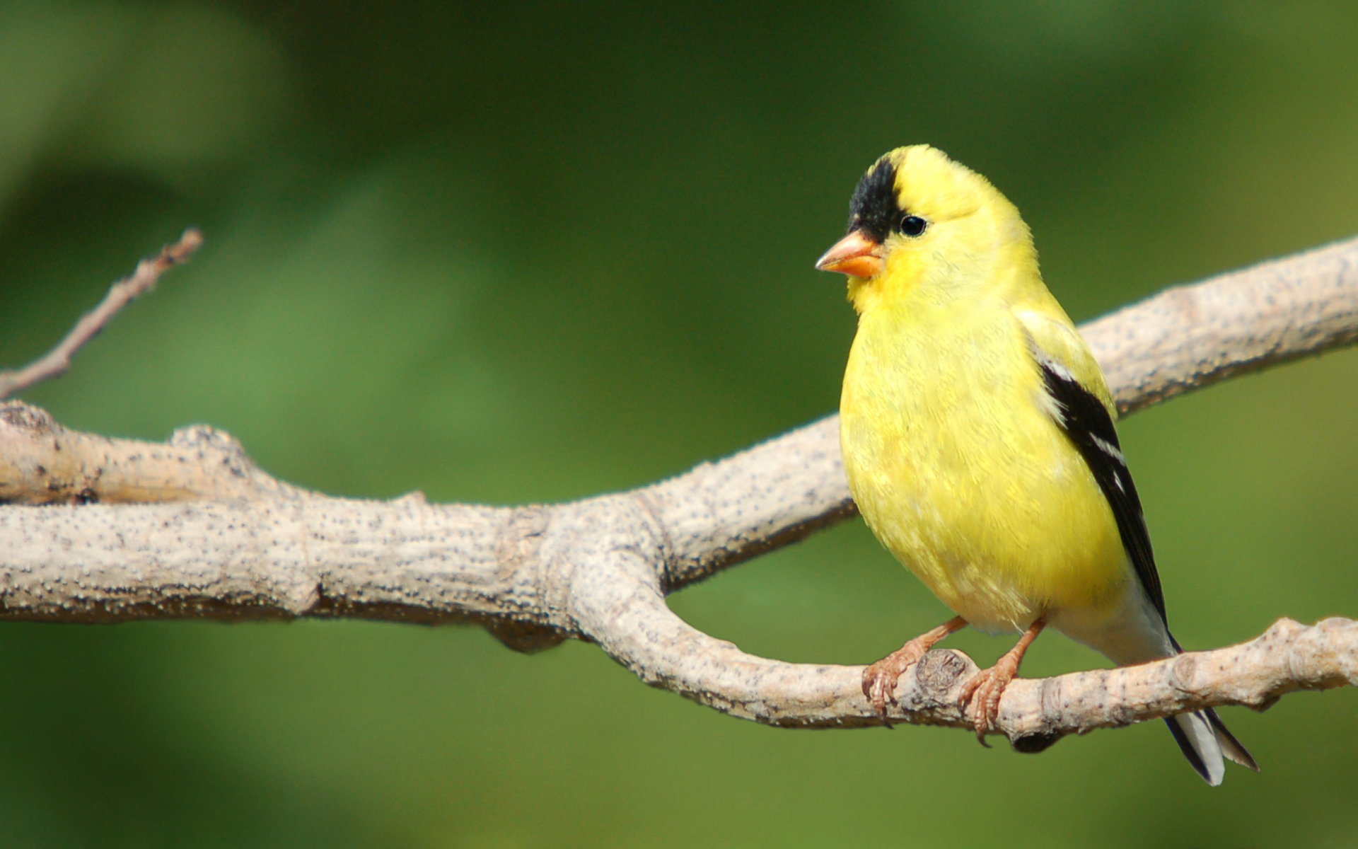 Animal Goldfinch 1920x1200