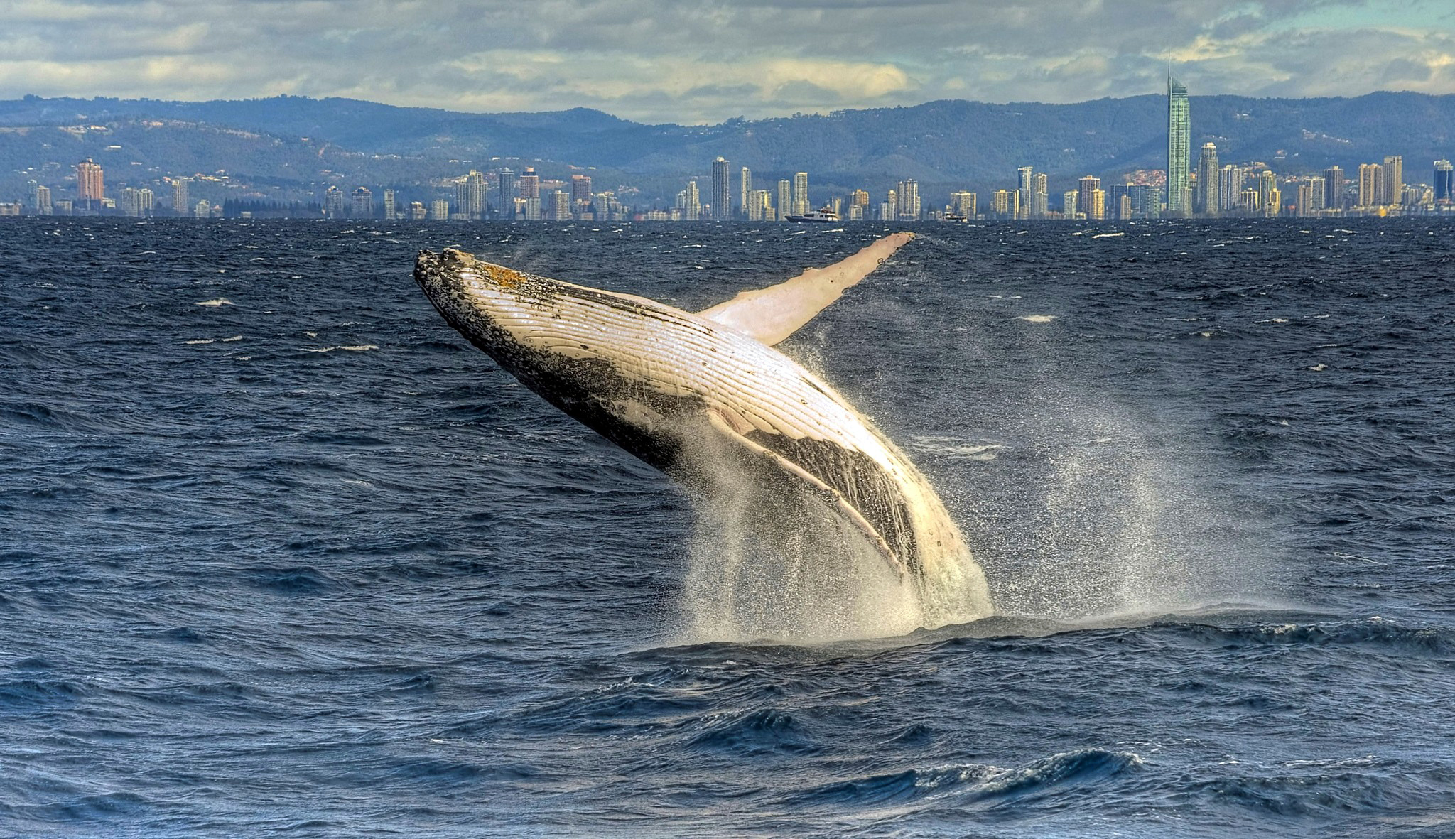 Whale Breaching 2048x1181