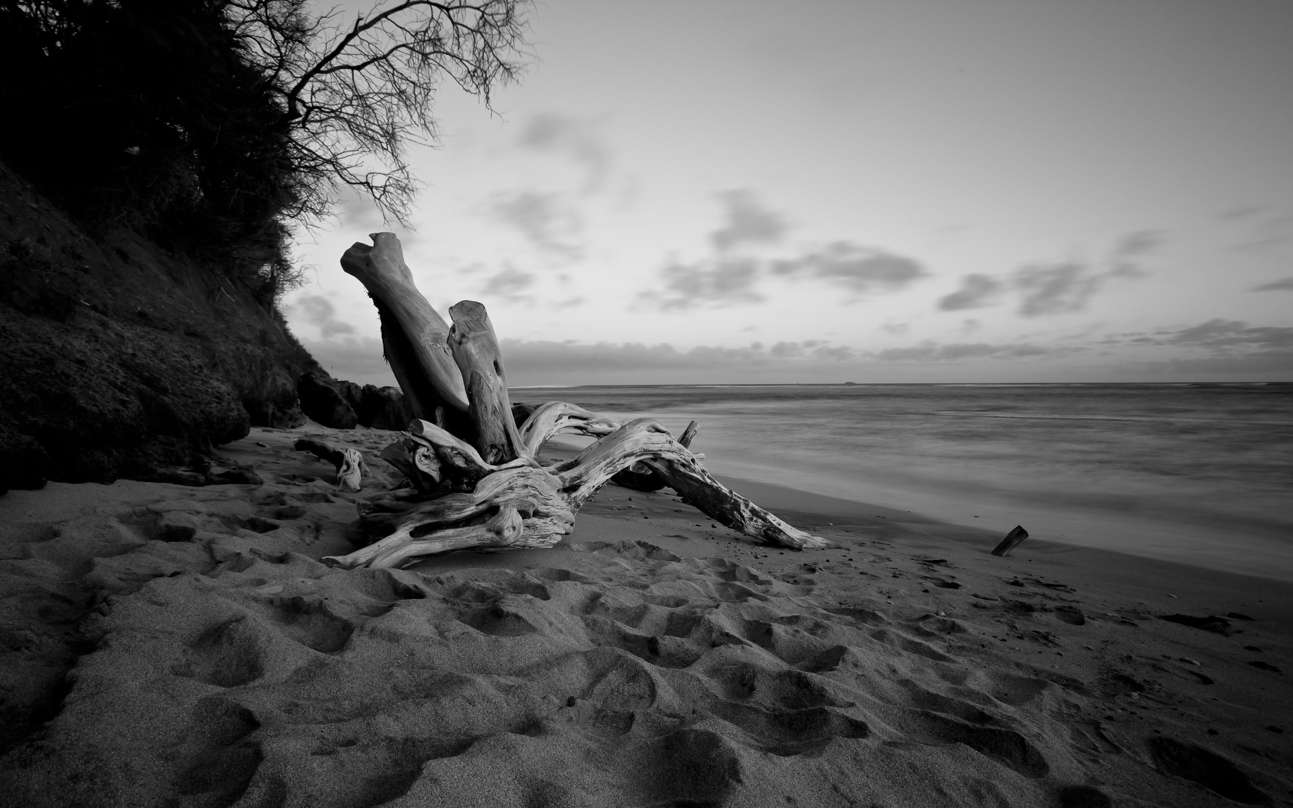 Beach Hawaii Black White Driftwood Calmwaters 2560x1600