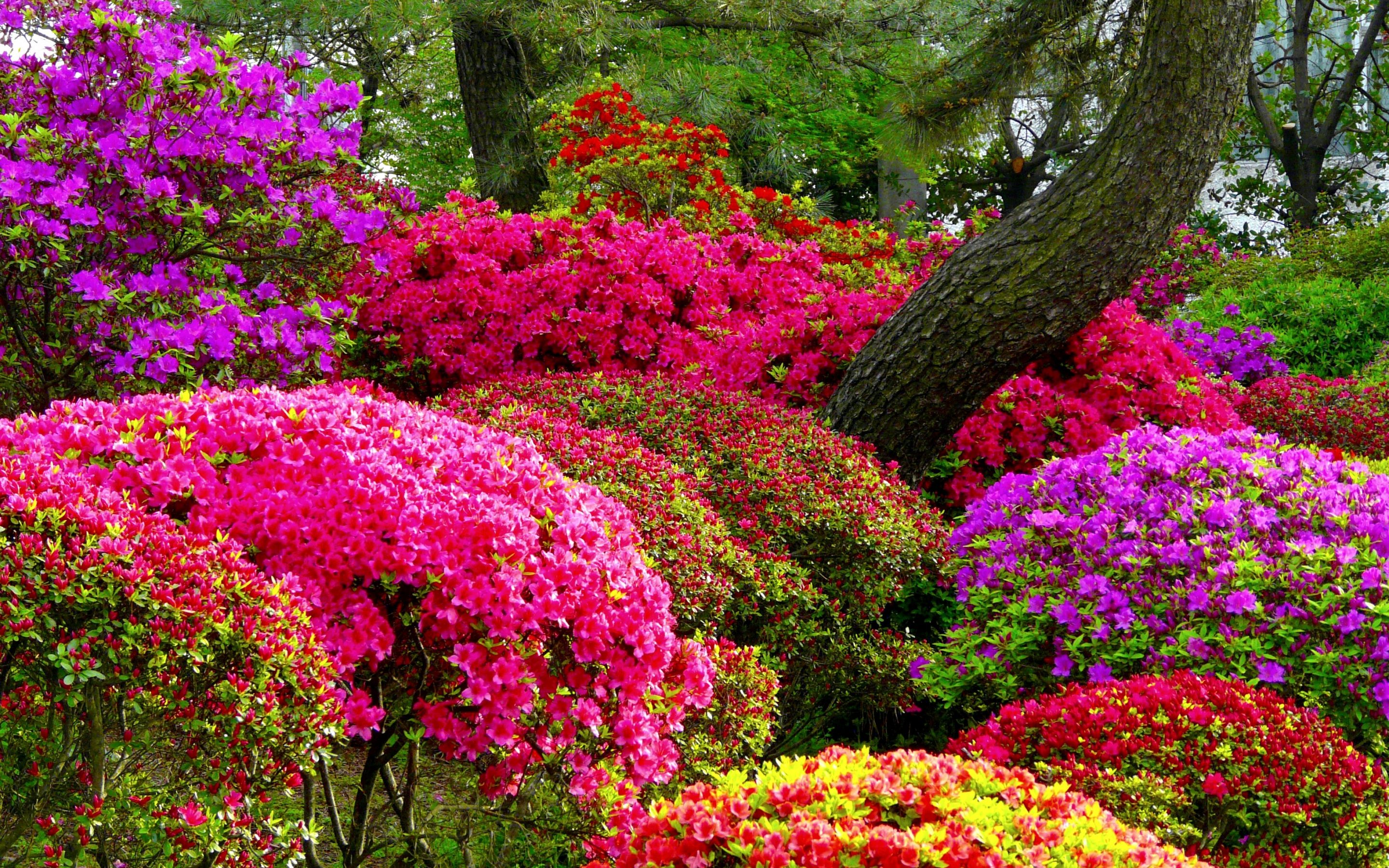 Park Flower Spring Colors Colorful Pink Flower Purple Flower Garden Azalea 2880x1800