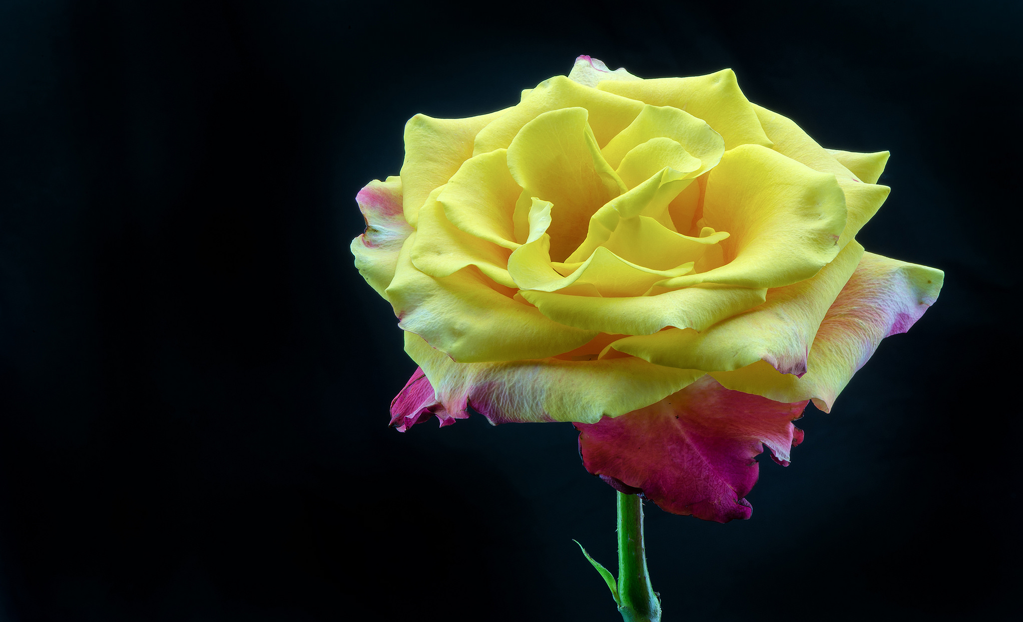 Earth Flower Rose Yellow Rose Yellow Flower 2048x1247