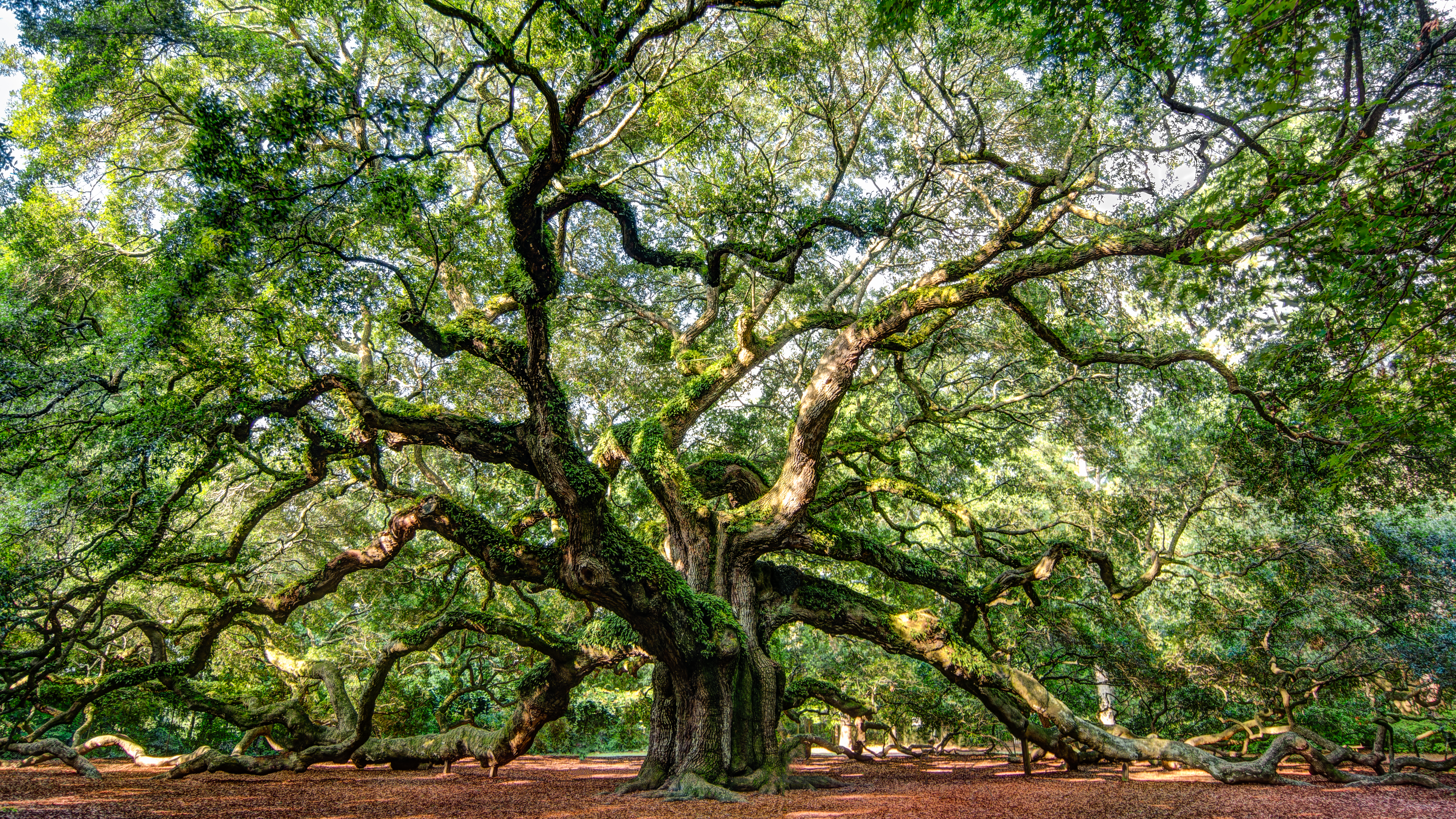 Angel Oak Tree Tree Branch Nature 5787x3255