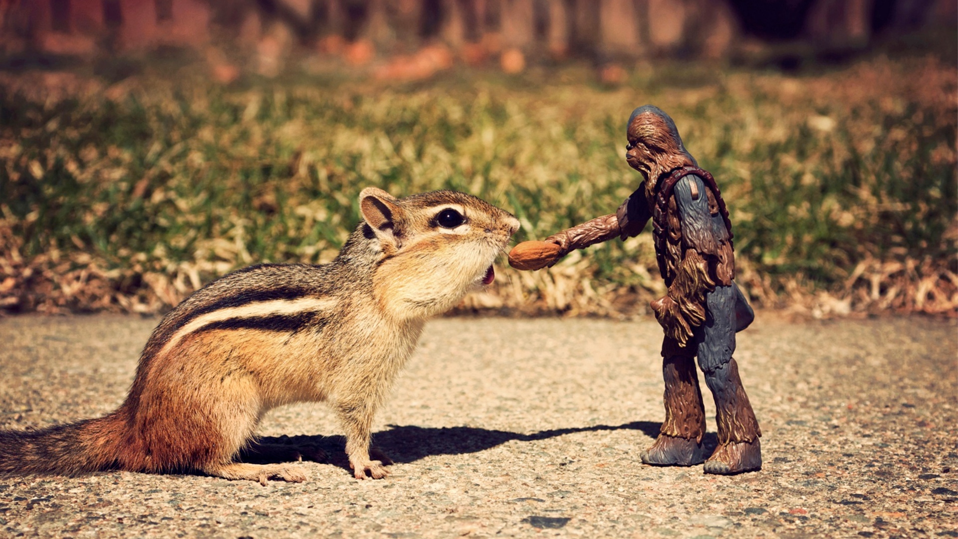Wookie Star Wars Squirrel Nut Chewbacca Figurine 1920x1080