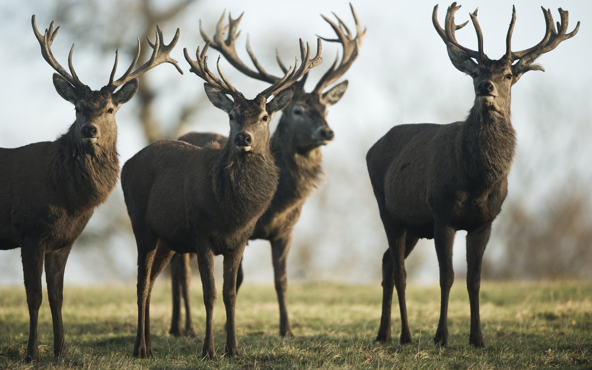 Animals Deer Stags Nature 1920x1200