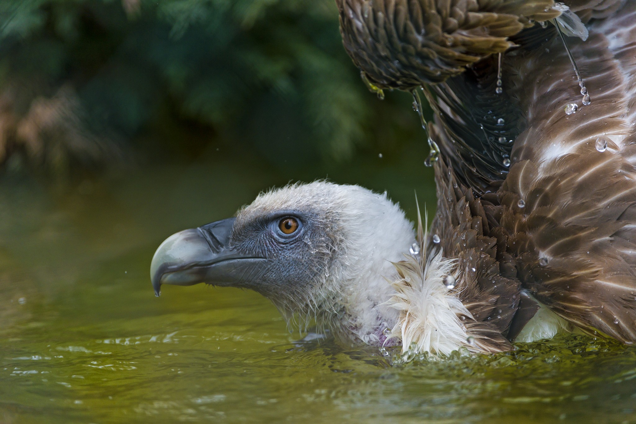 Vultures Birds Water Animals 2048x1365