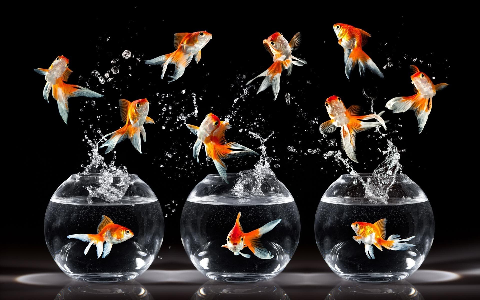 Fish Photography Fishbowls Goldfish Photomontage 1920x1200