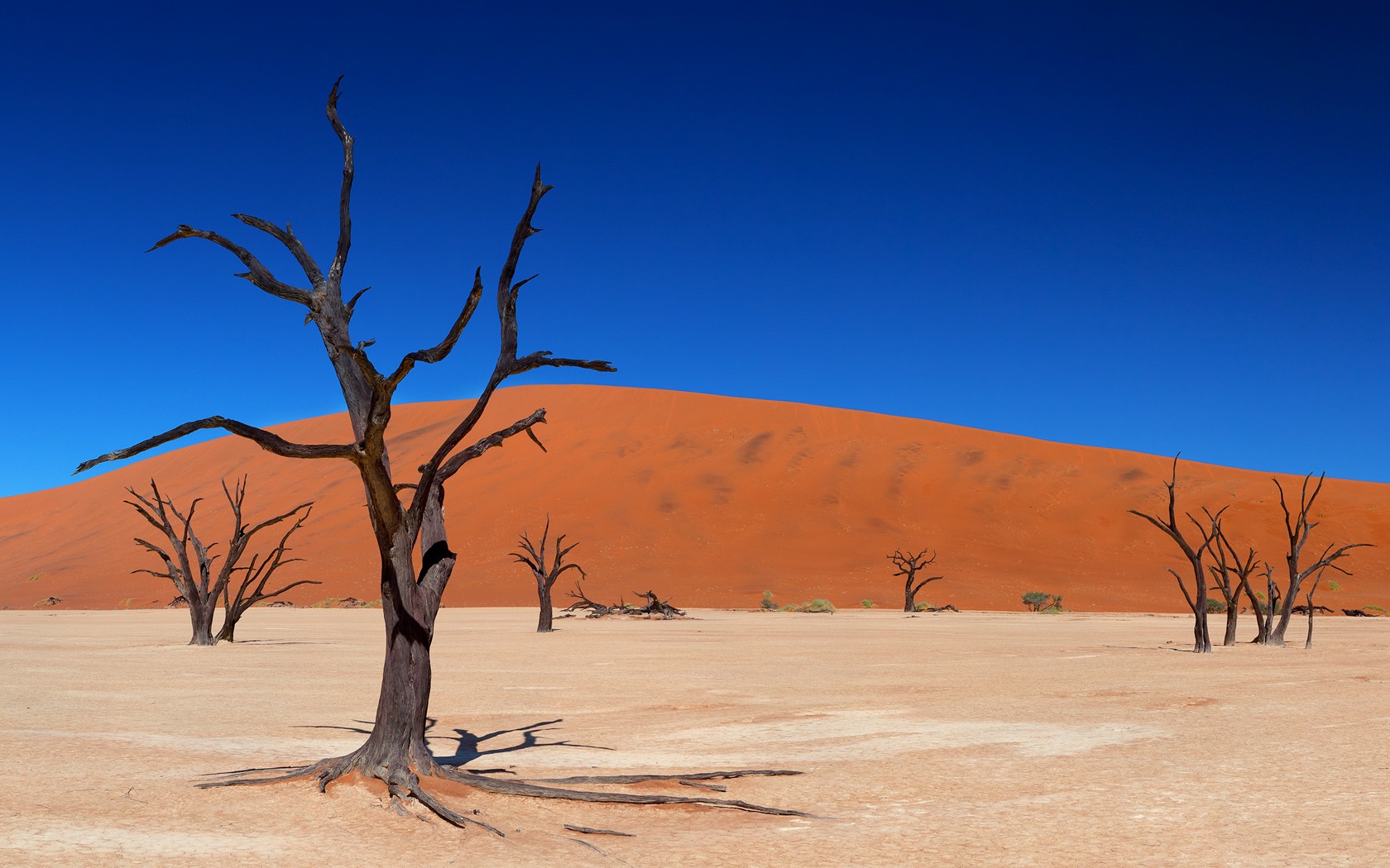 Desert Sand Trees Dry 1680x1050