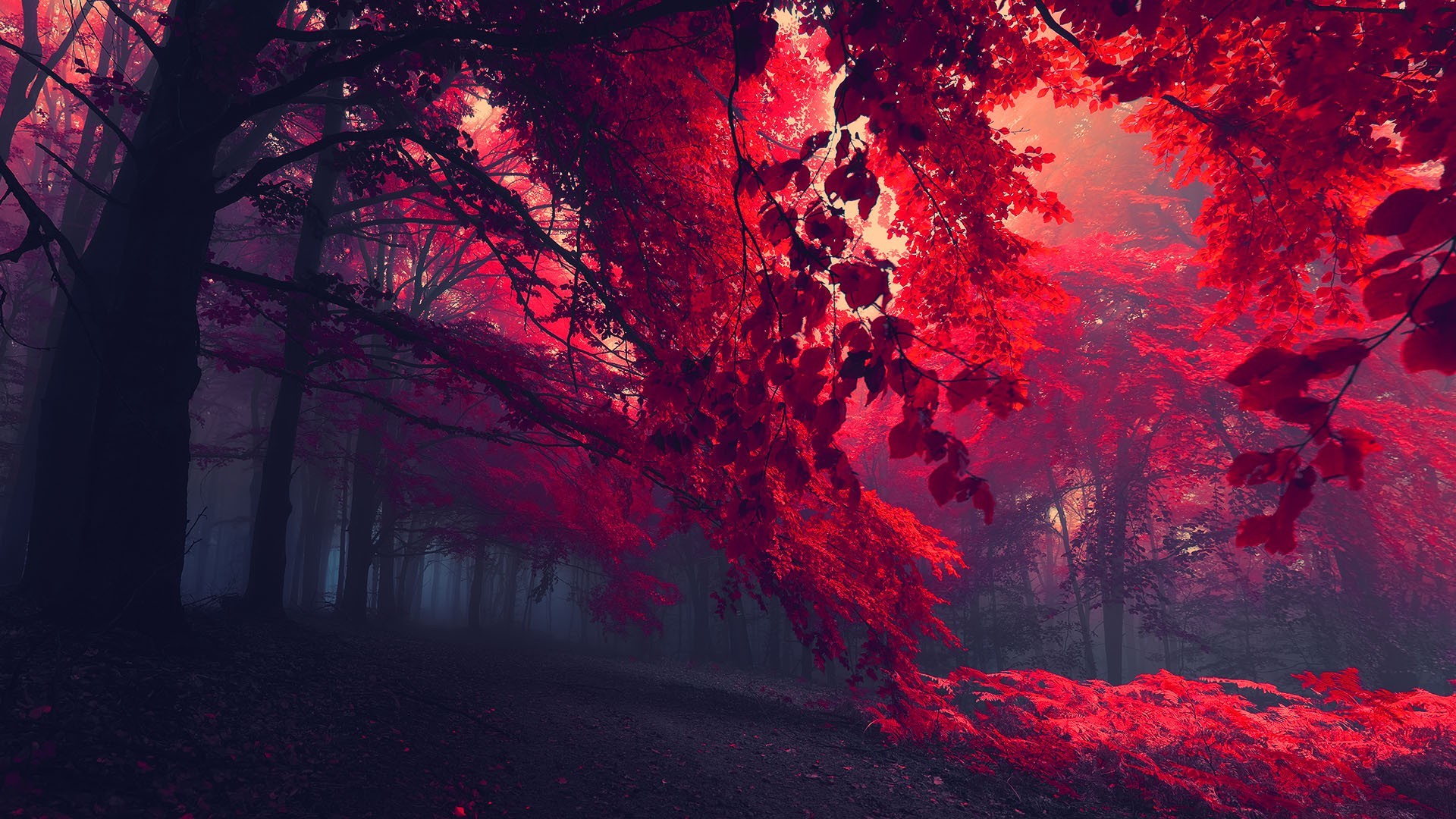 Dark Red Nature Forest Trees Red Leaves Mist Fall Landscape Leaves Plants Fallen Leaves 1920x1080