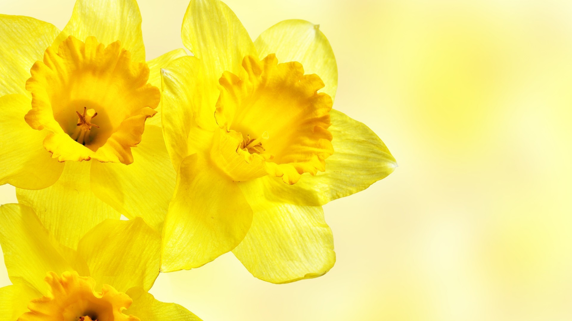 Daffodils Flowers Yellow Flowers 1920x1080