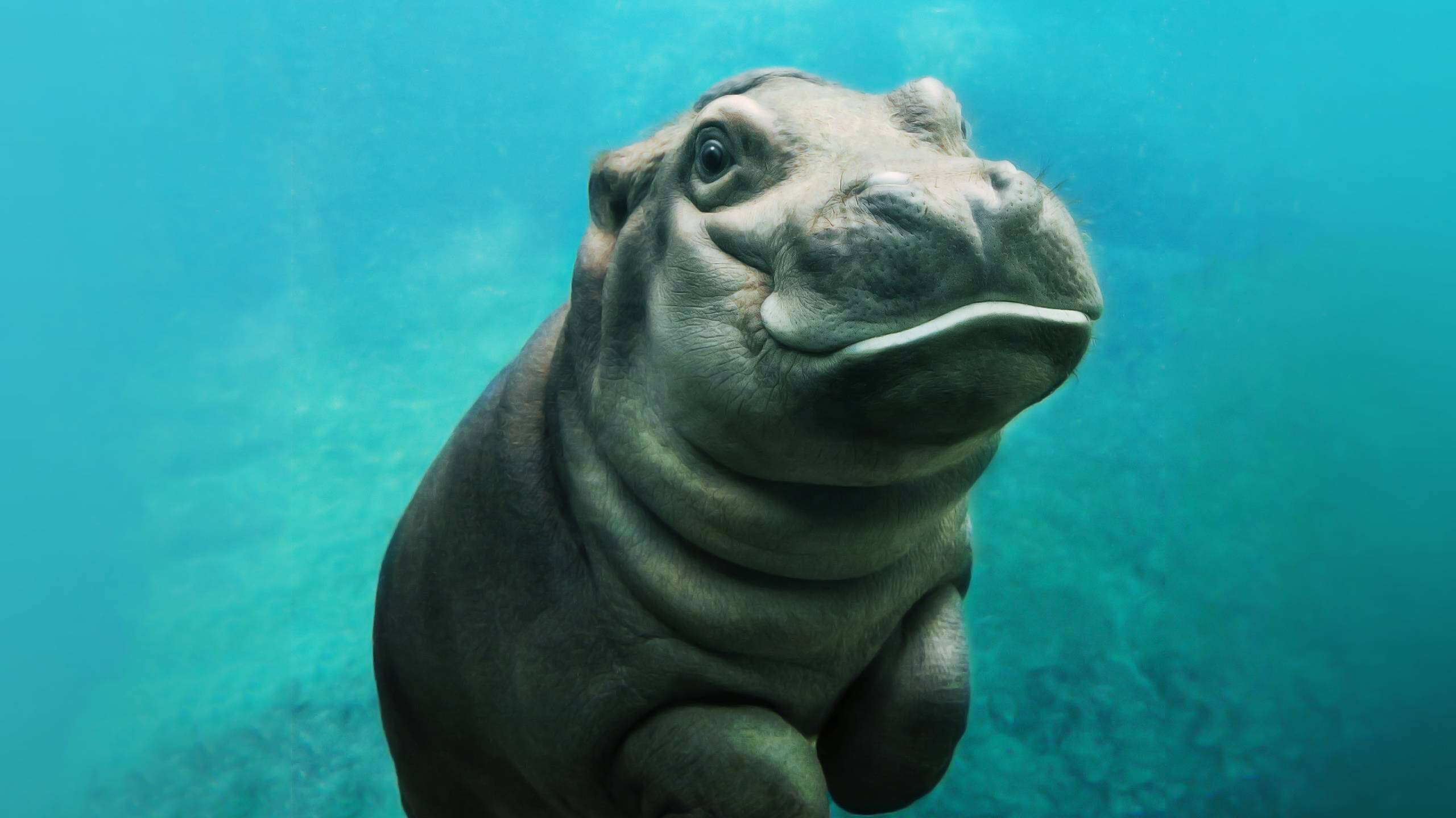 Animals Hippos Baby Animals Mammals Turquoise Underwater 2560x1440
