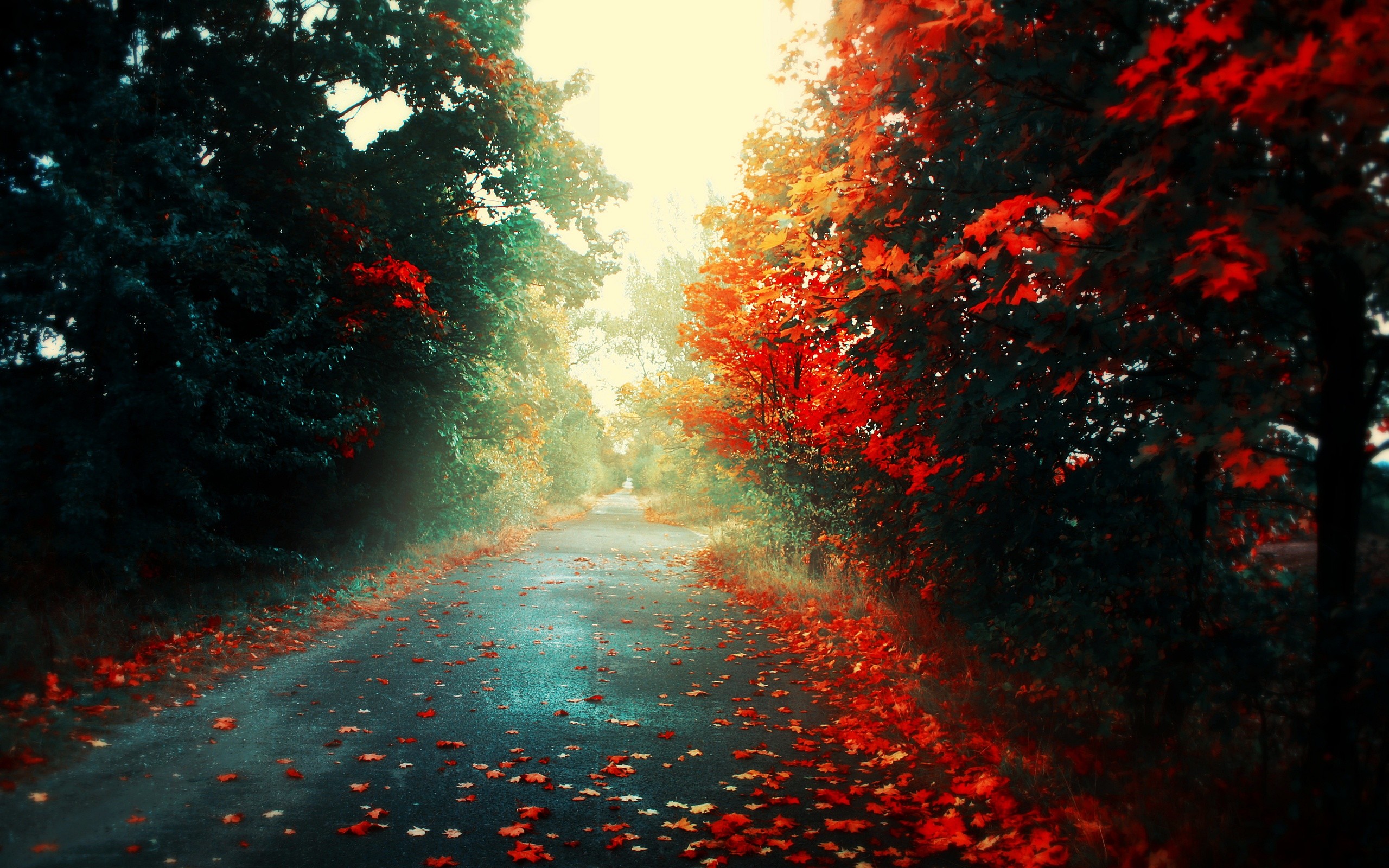 Red Leaves Road Forest Landscape Fall Trees 2560x1600