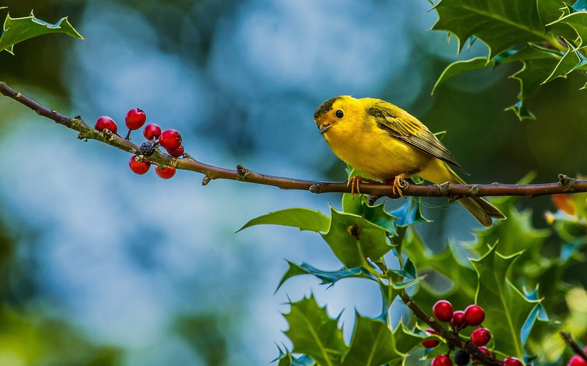 Birds Animals Finches Fruit Branch Yellow Plants 1920x1200