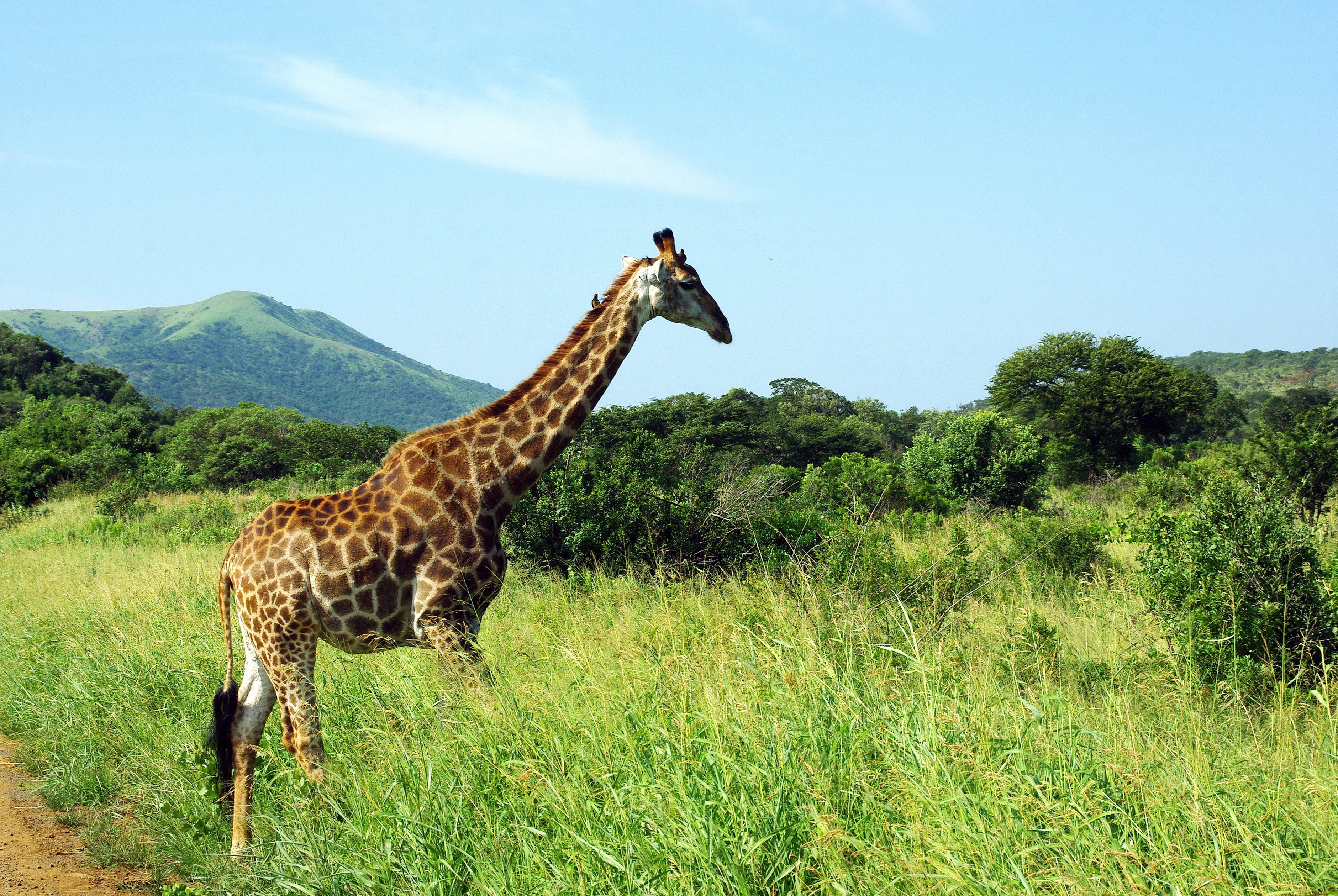 Animal Giraffe Grass Landscape National Park Savannah 3760x2518