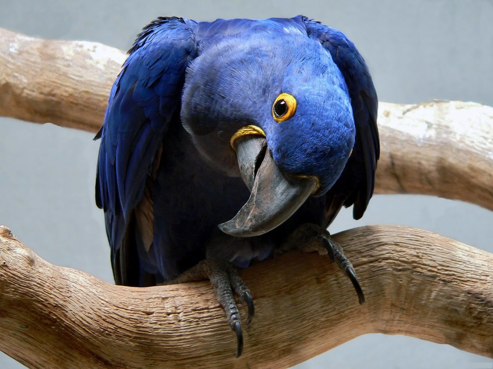 Animal Hyacinth Macaw 1600x1200