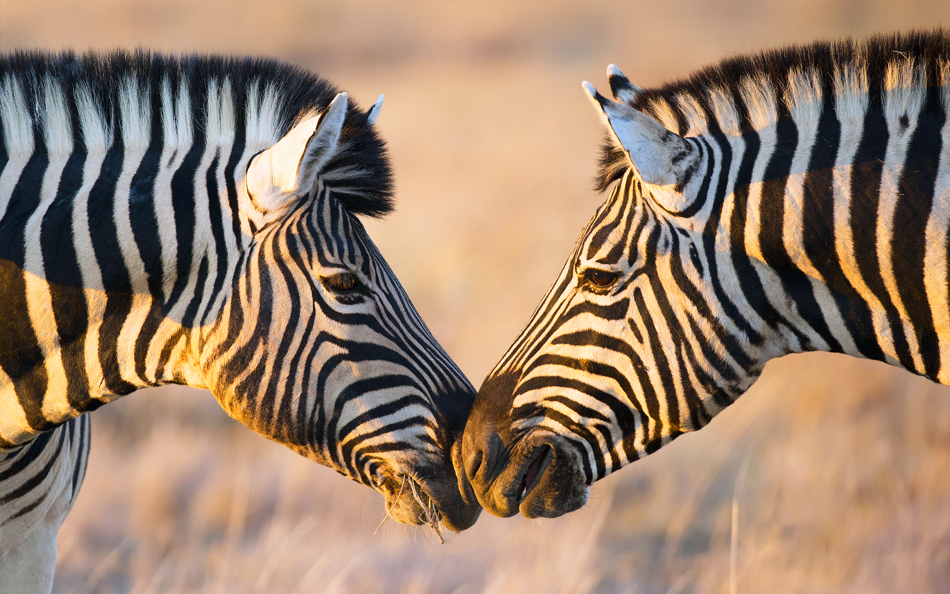 Bokeh Wildlife Zebra 1920x1200