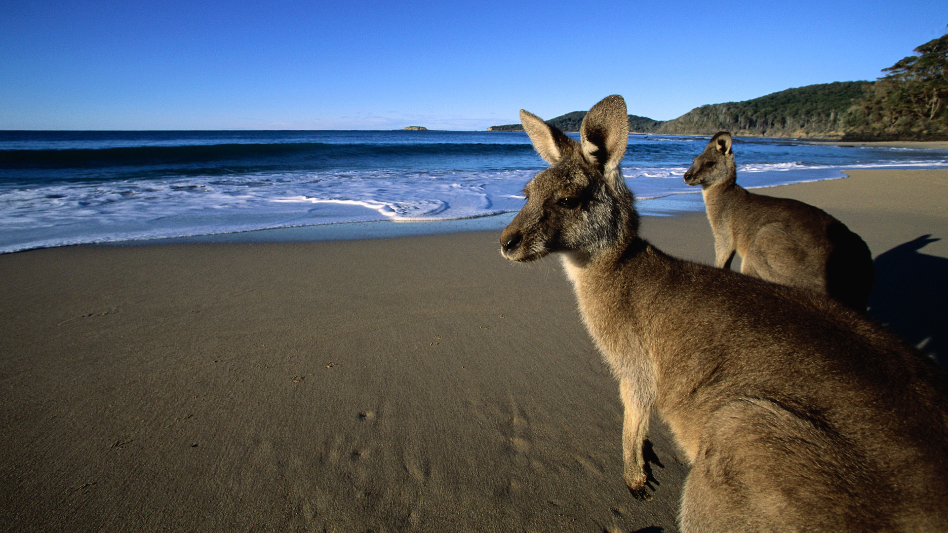 Beach Marsupial Ocean 1920x1080