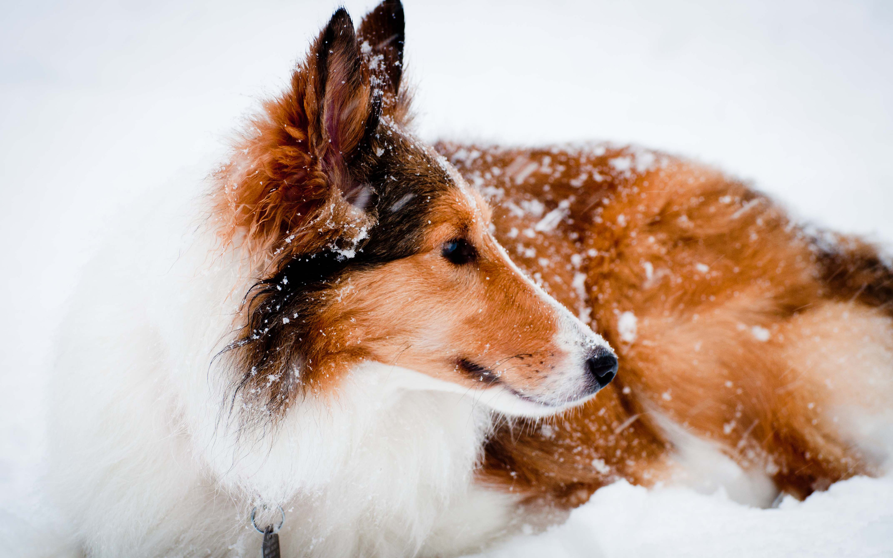 Animal Rough Collie 2880x1800