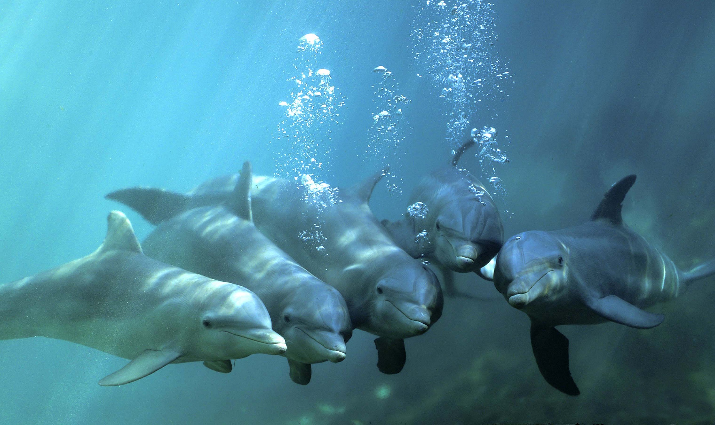 Bottlenose Dolphin Underwater 2280x1356