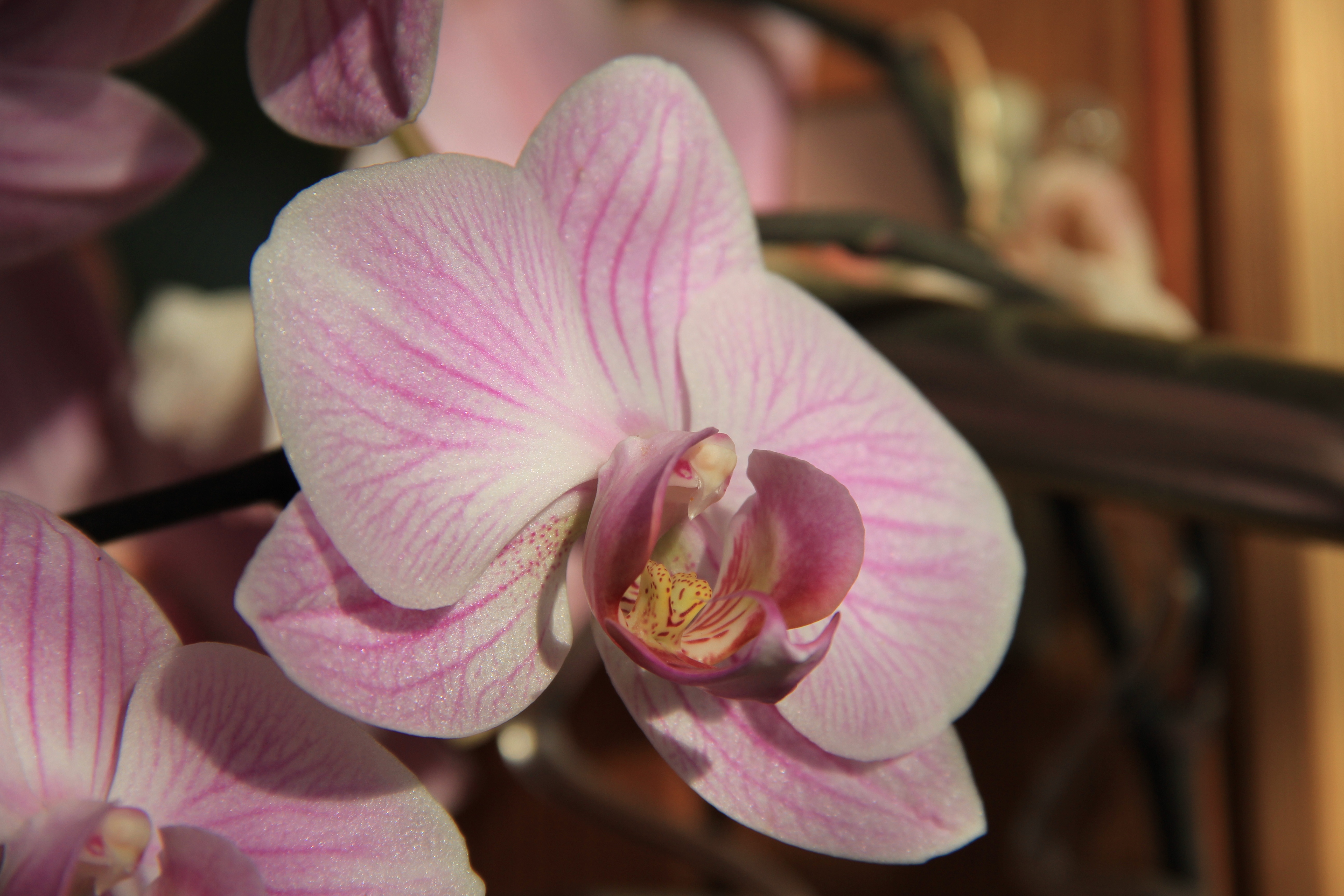 Close Up Flower Orchid Pink Flower 5184x3456