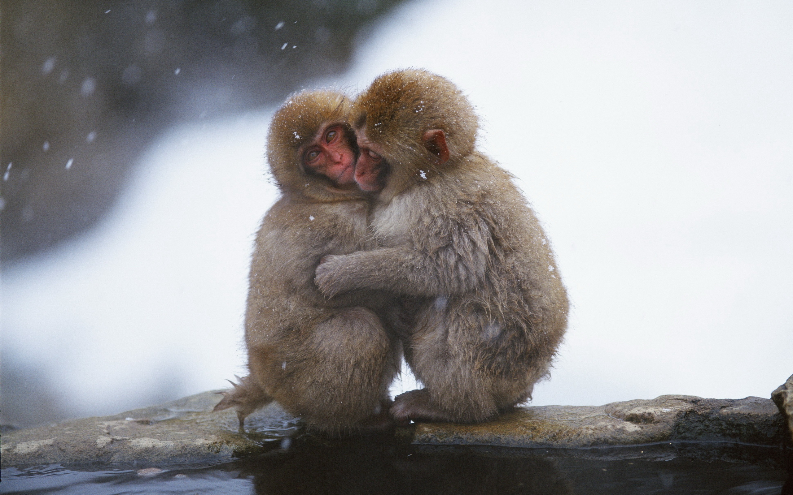 Animal Cute Hug Japanese Macaque Monkey 2560x1600