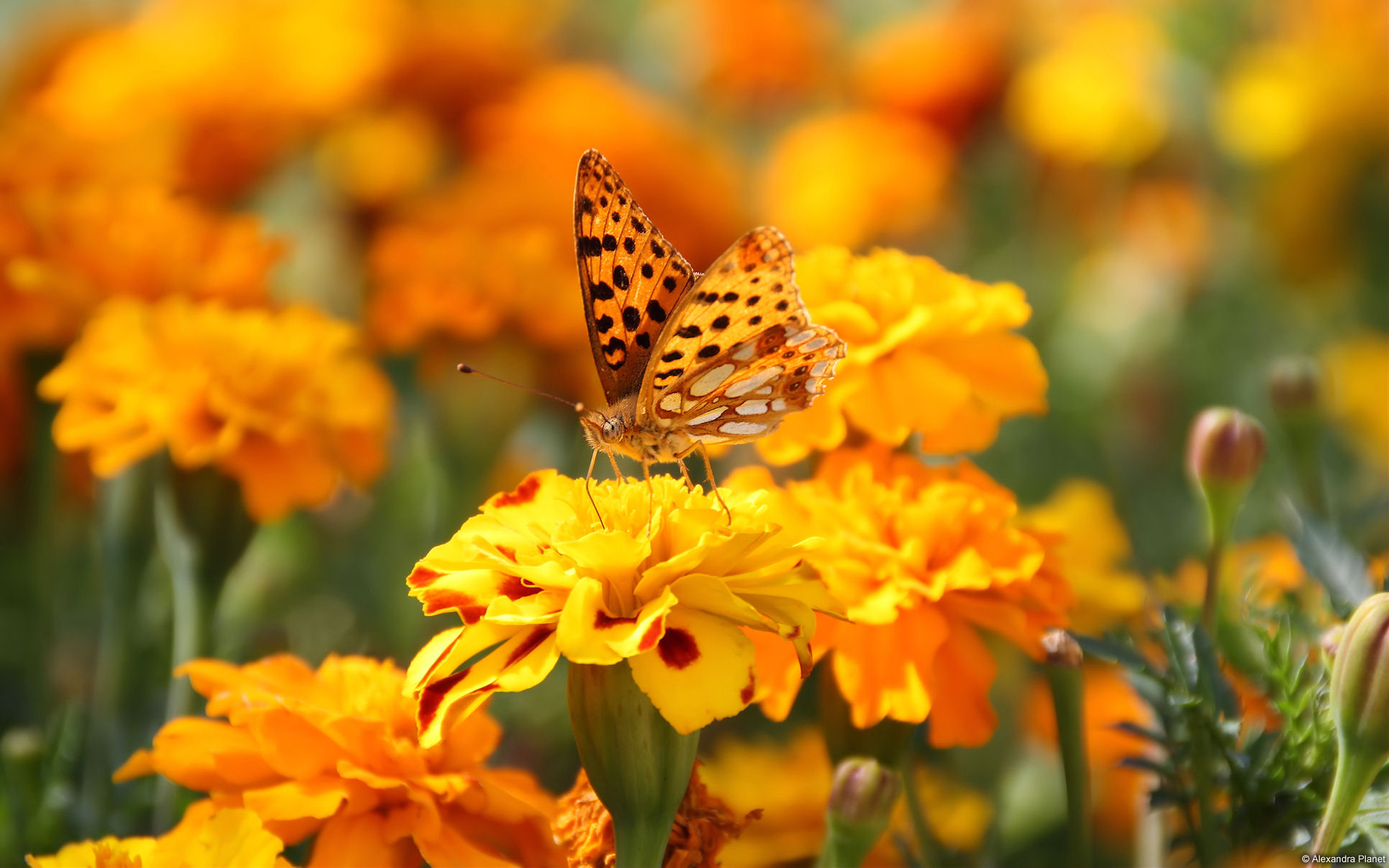 Animal Butterfly Flower Marigold Yellow Flower 1920x1200