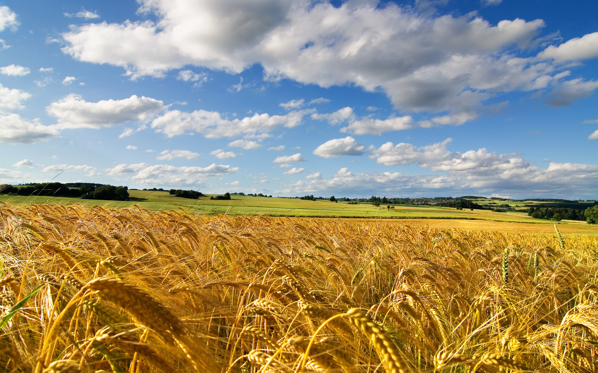 Earth Cornfield 1920x1200