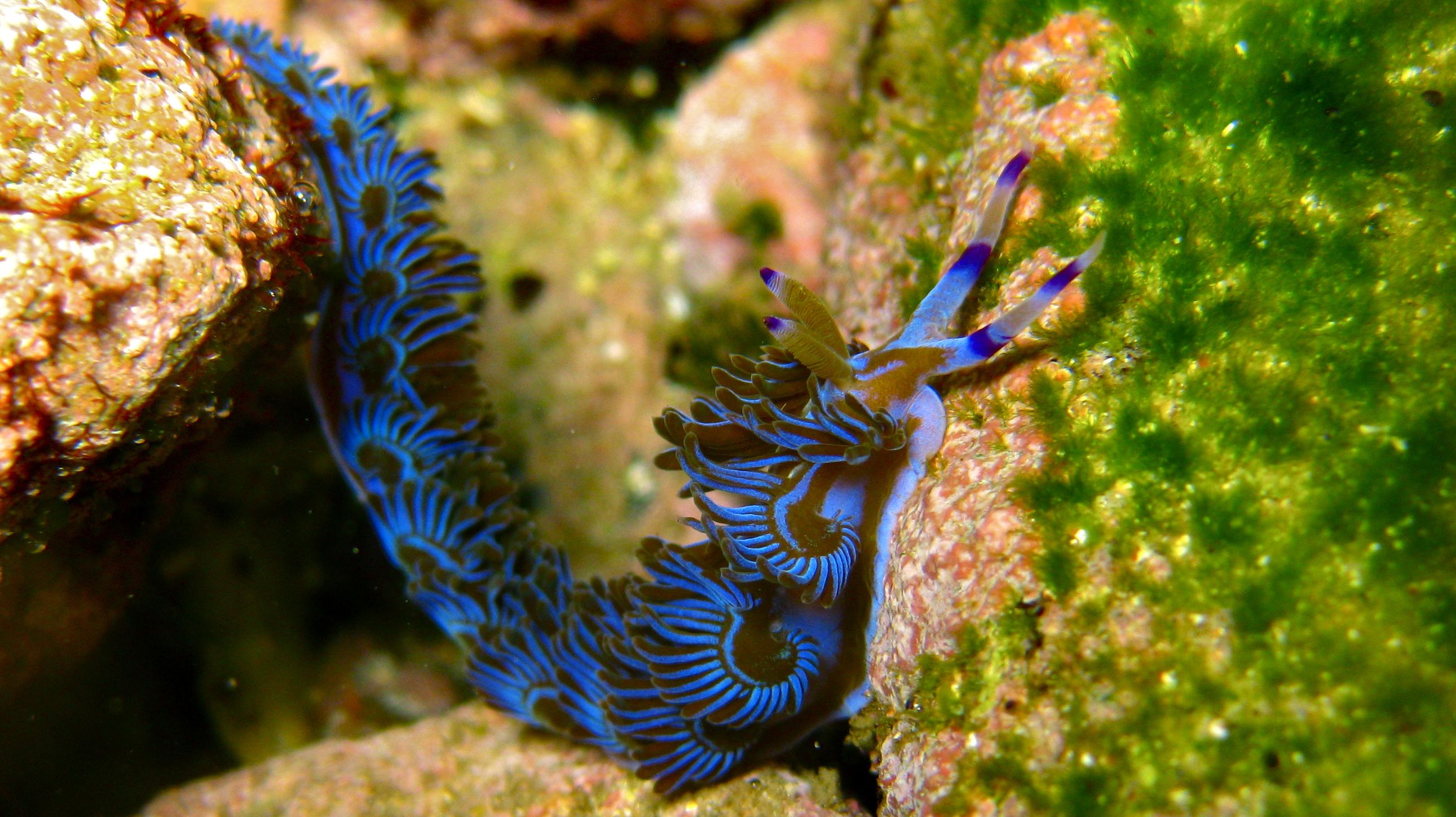 Nudibranch Sea Slug 2582x1449