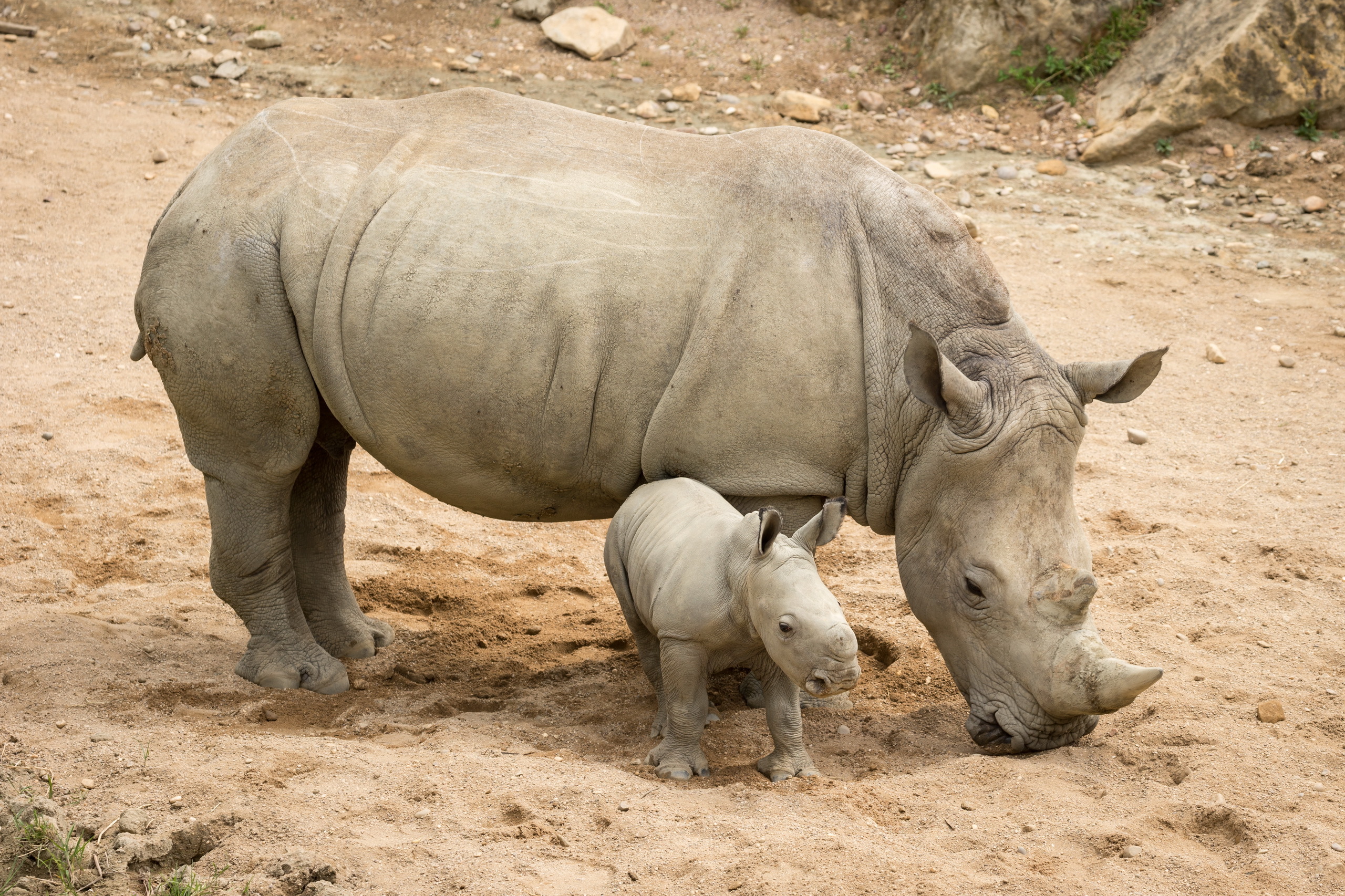 Baby Animal Rhino 2560x1706