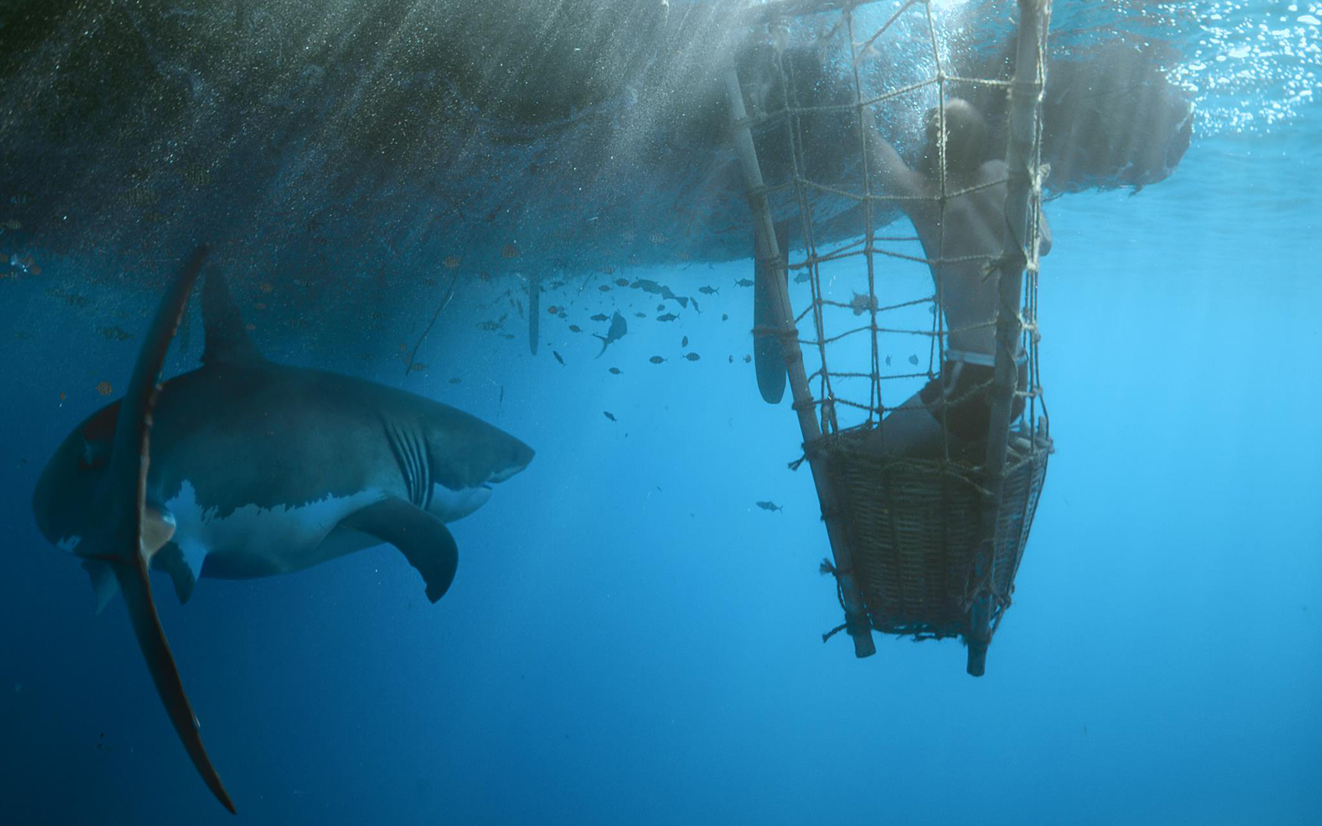 Kon Tiki Ocean Shark Underwater 1920x1200