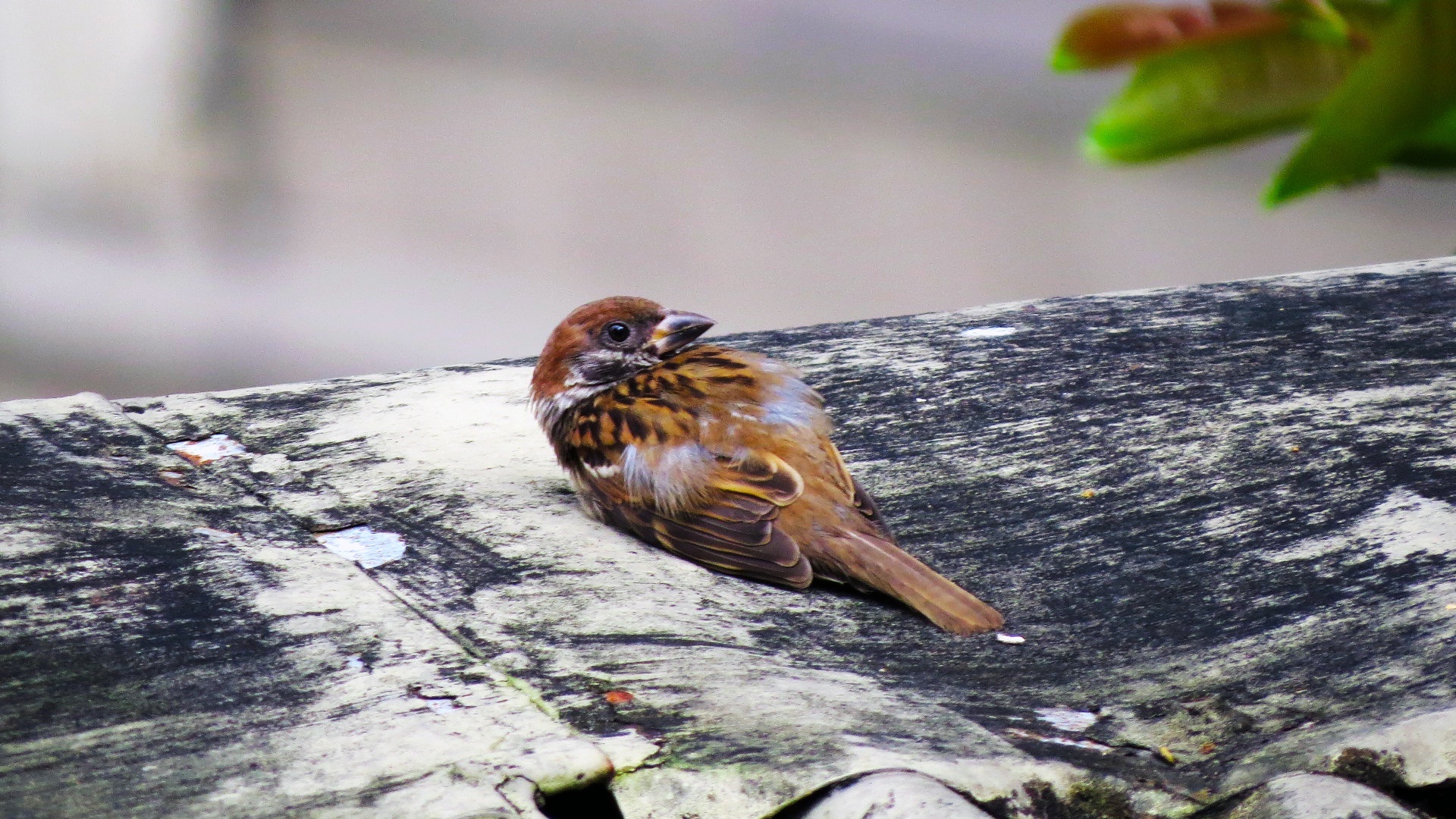 Bird Sparrow 1920x1080