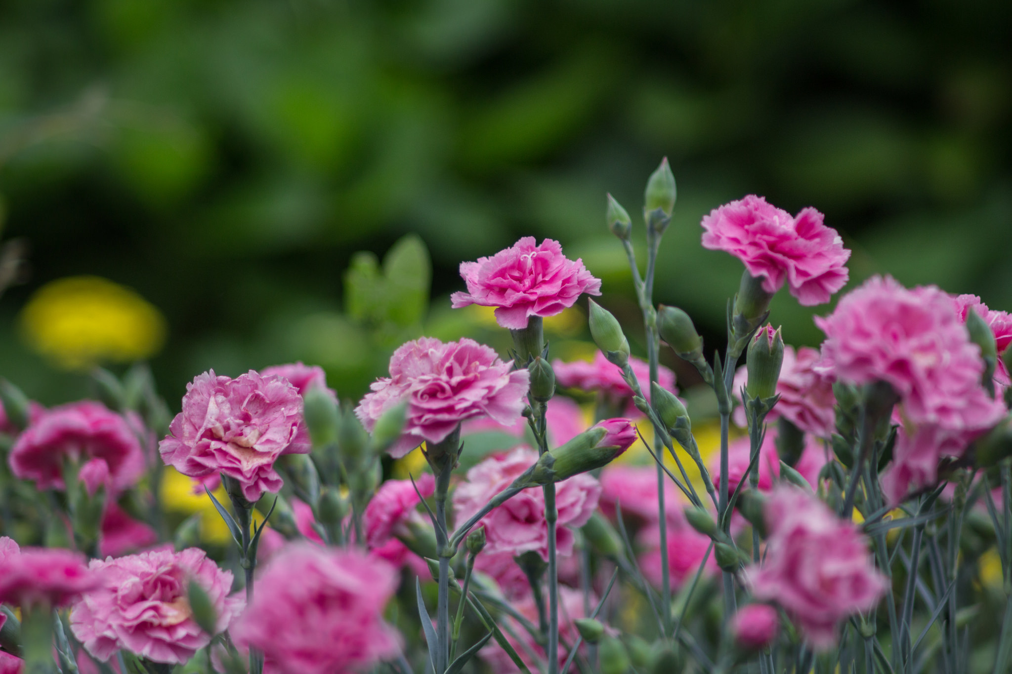 Blur Carnation Flower Nature Pink Flower 2048x1365