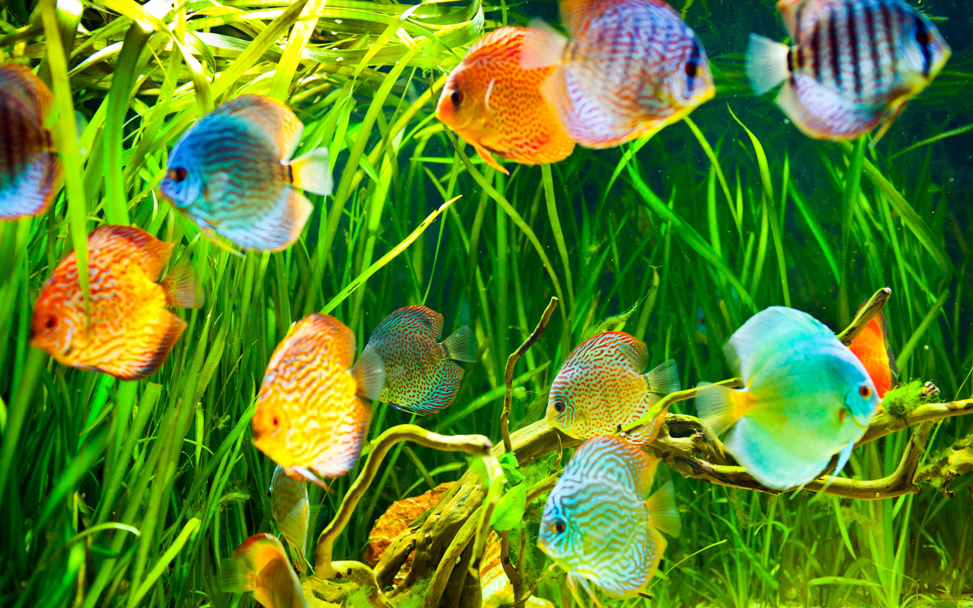 Animal Colorful Colors Fish Tropical Fish Underwater 1920x1200