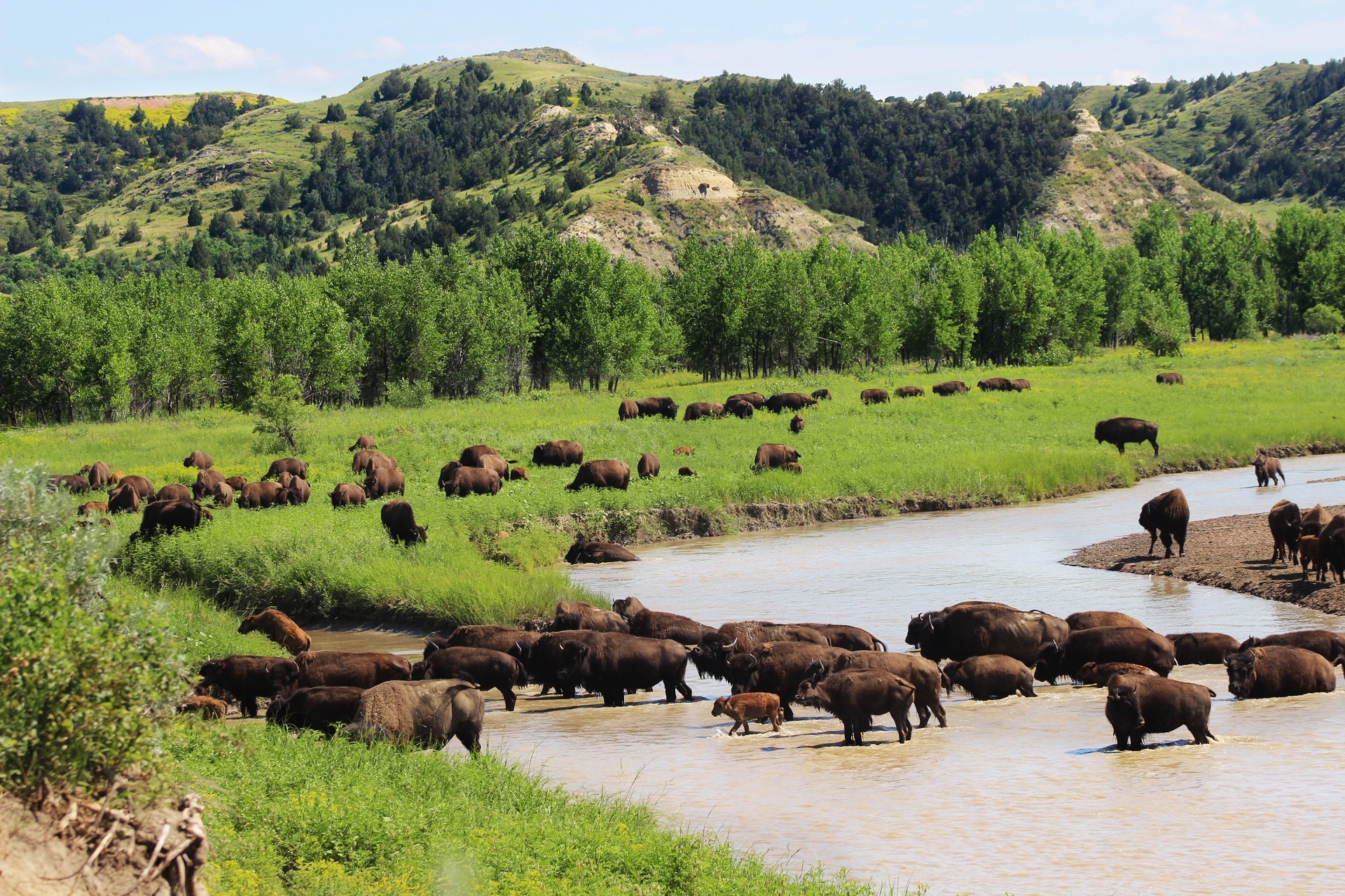 American Bison Animal Buffalo Herd Hill Landscape Mammal River Tree 1920x1280