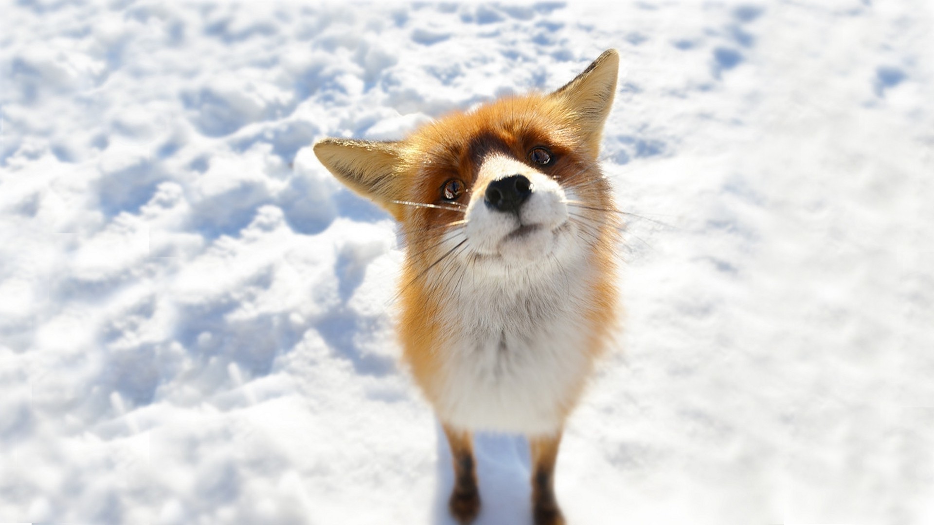 Fox Red Fox Snow Winter 1920x1080