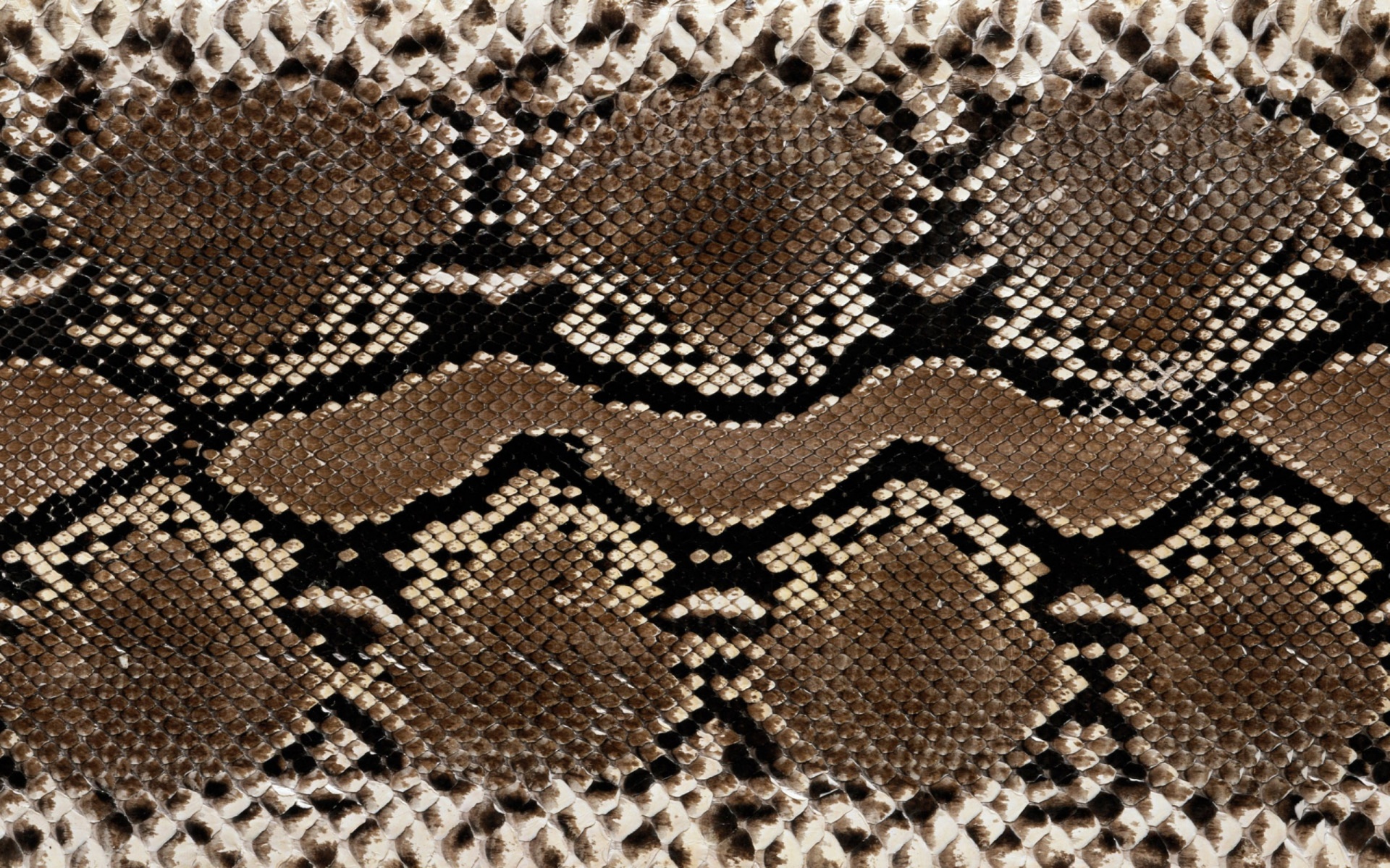 Snake 1920x1200