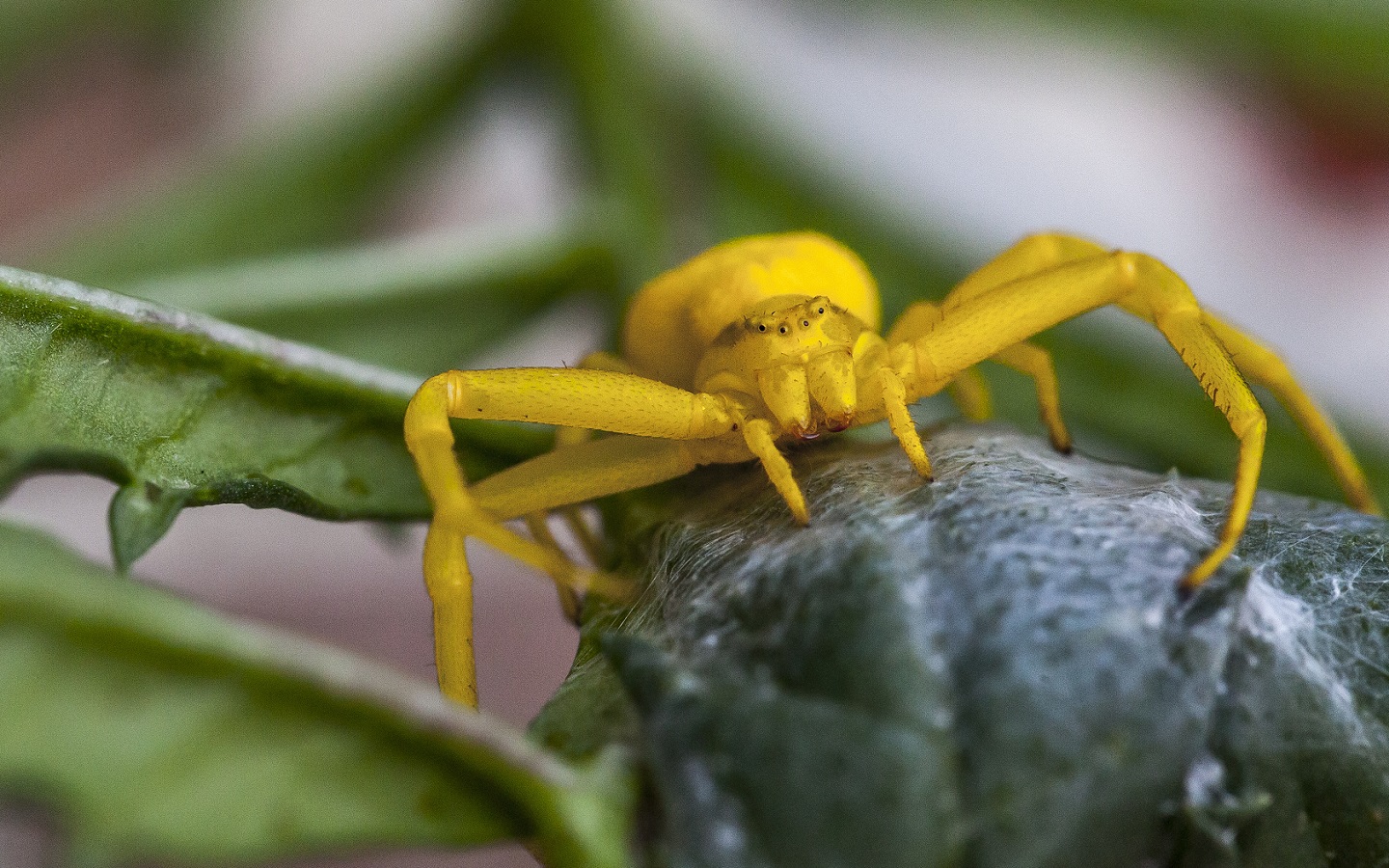 Close Up Crab Spider Macro Spider Yellow 1440x900