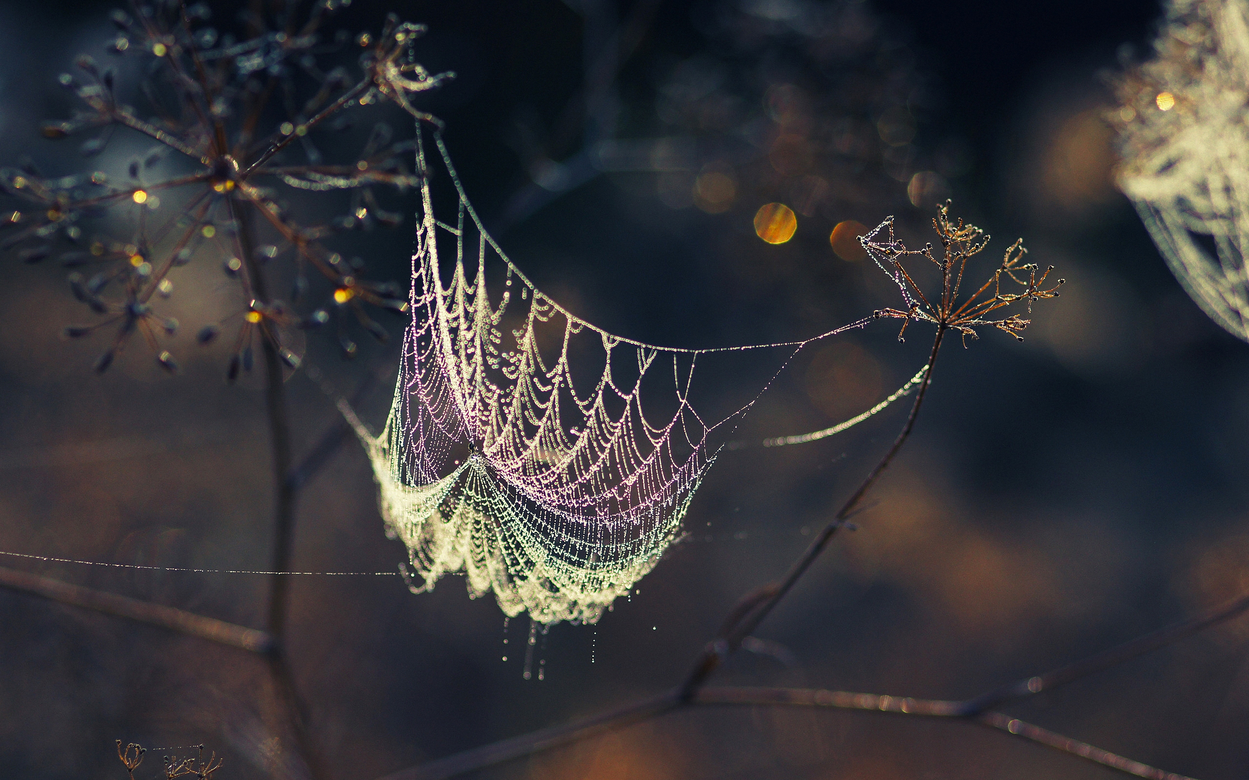 Photography Spider Web 2560x1600