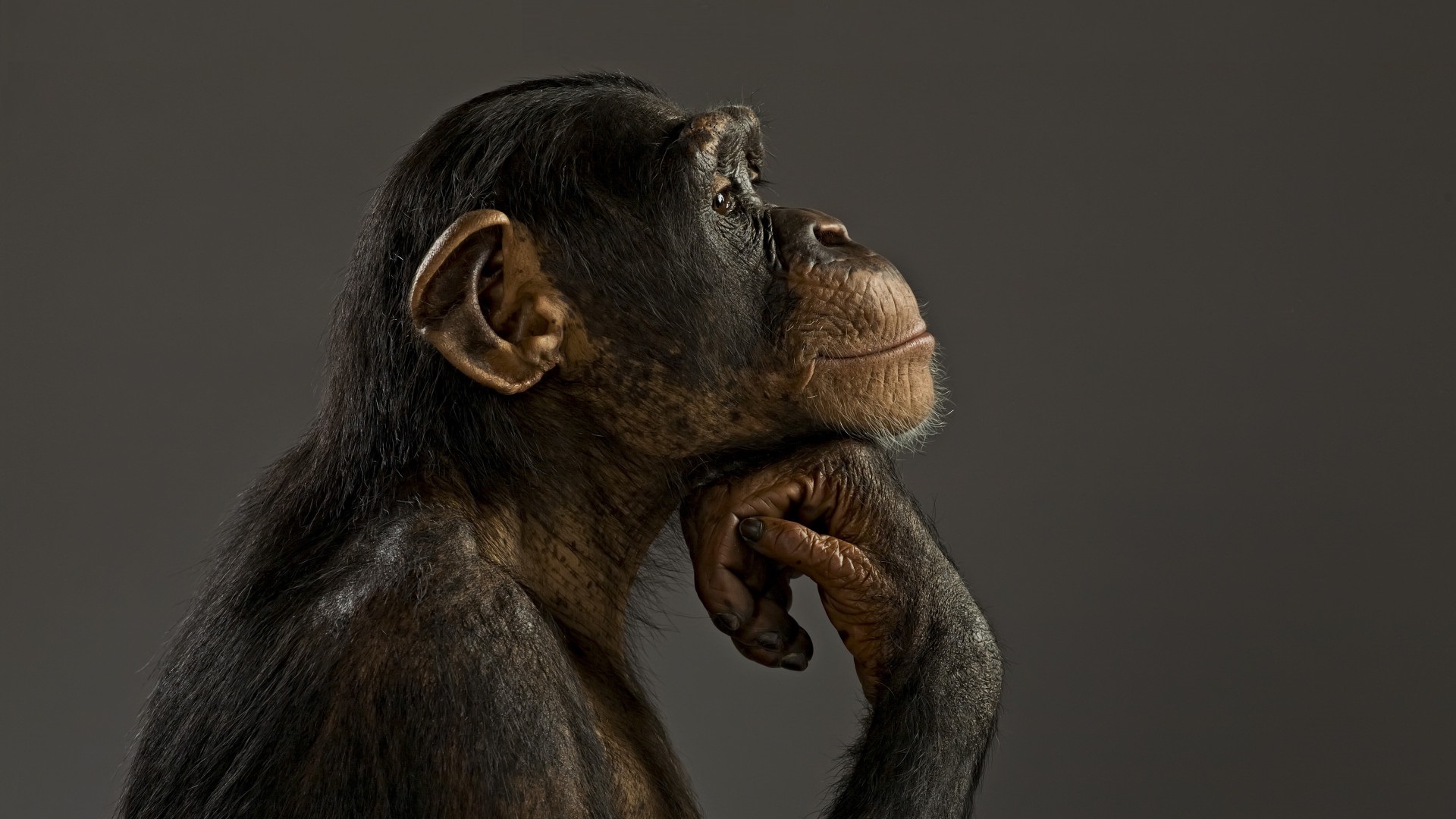 Animal Chimpanzee 1920x1080