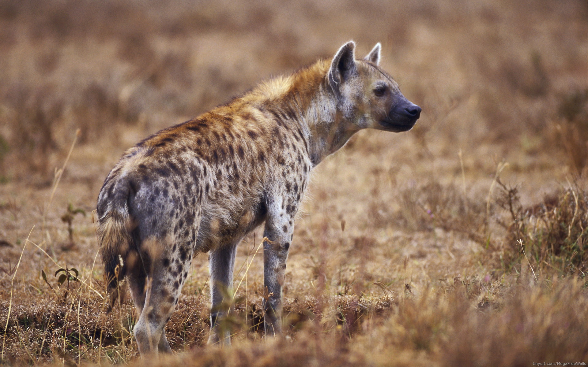 Hyena Wildlife Predator Animal 1920x1200