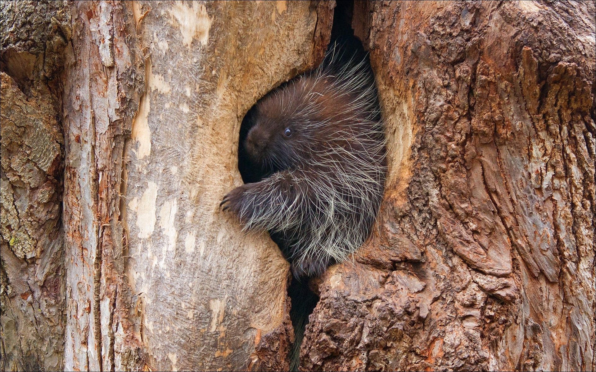 Arboreal Rodent Erethizontidae New World Porcupine Porcupine Tree 1920x1200