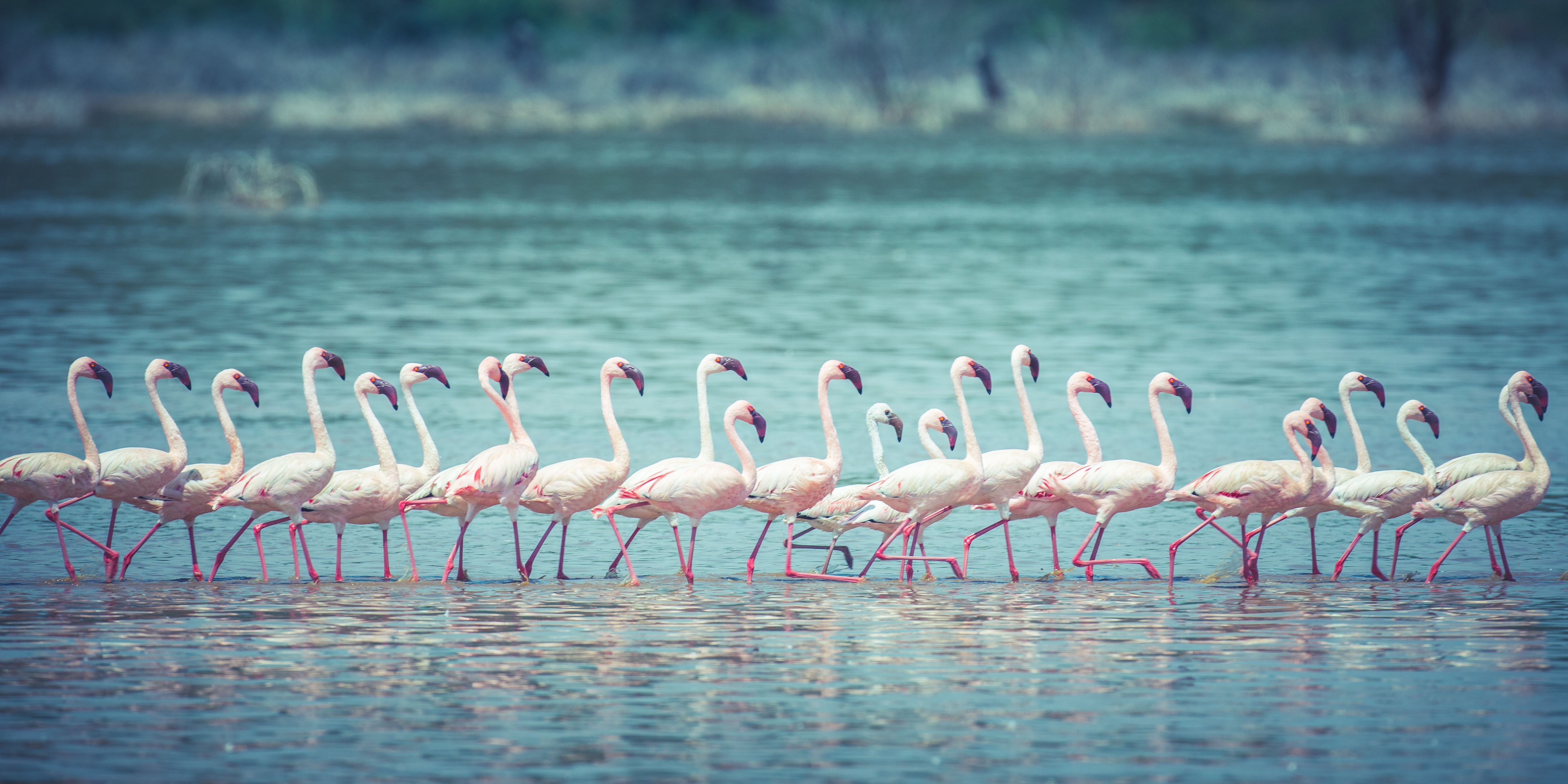 Bird Flamingo 5508x2754